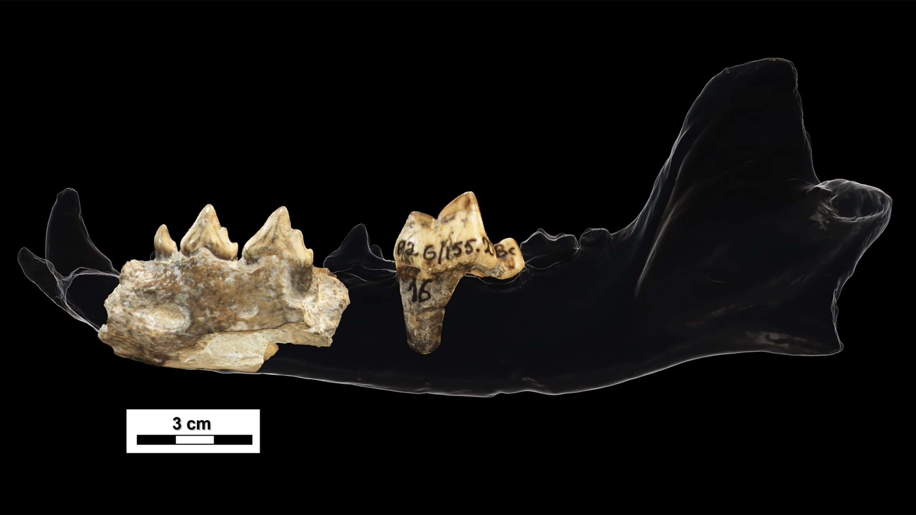 Prehistoric wild dog found at iconic human fossil site