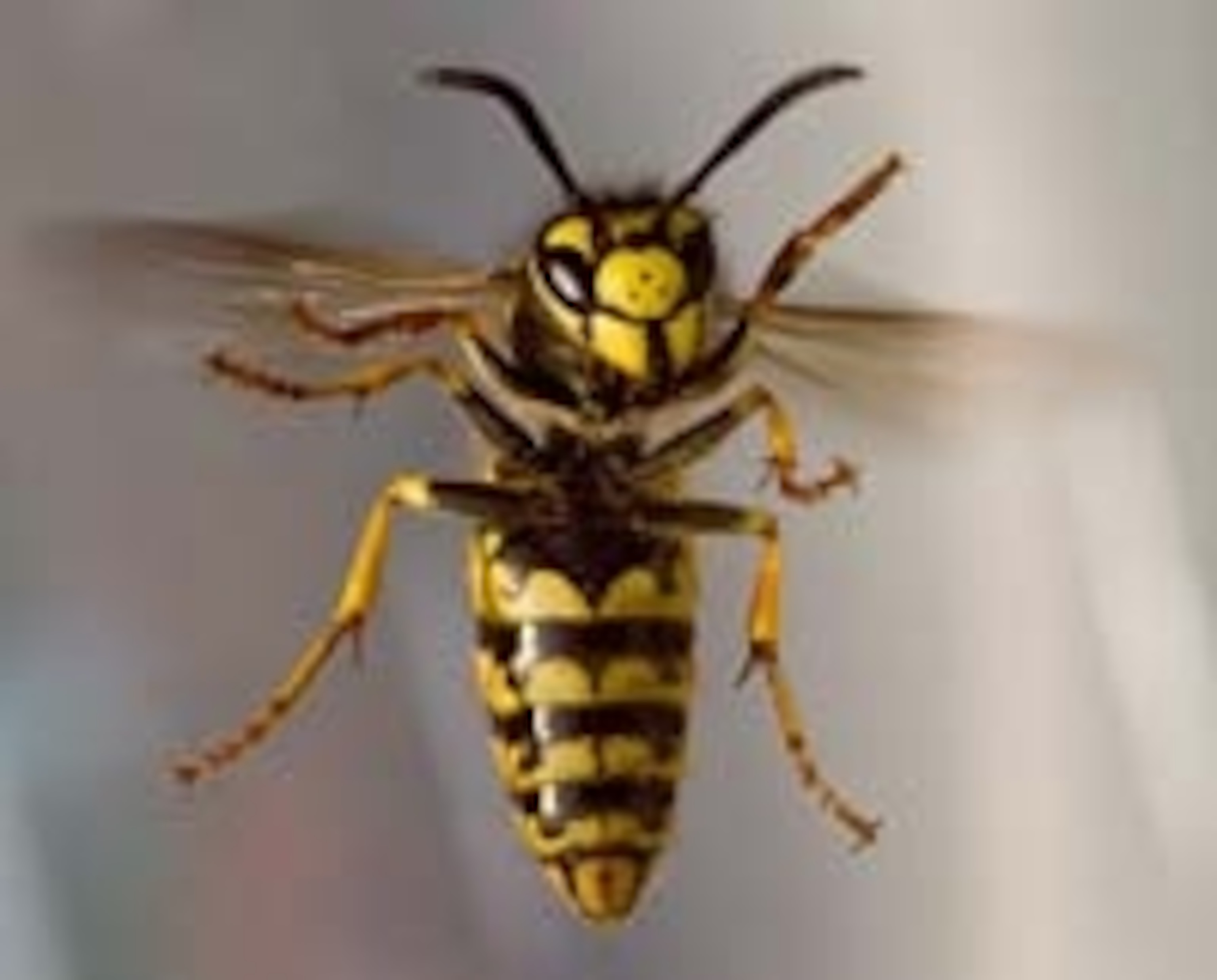 Vespula_germanica.jpg