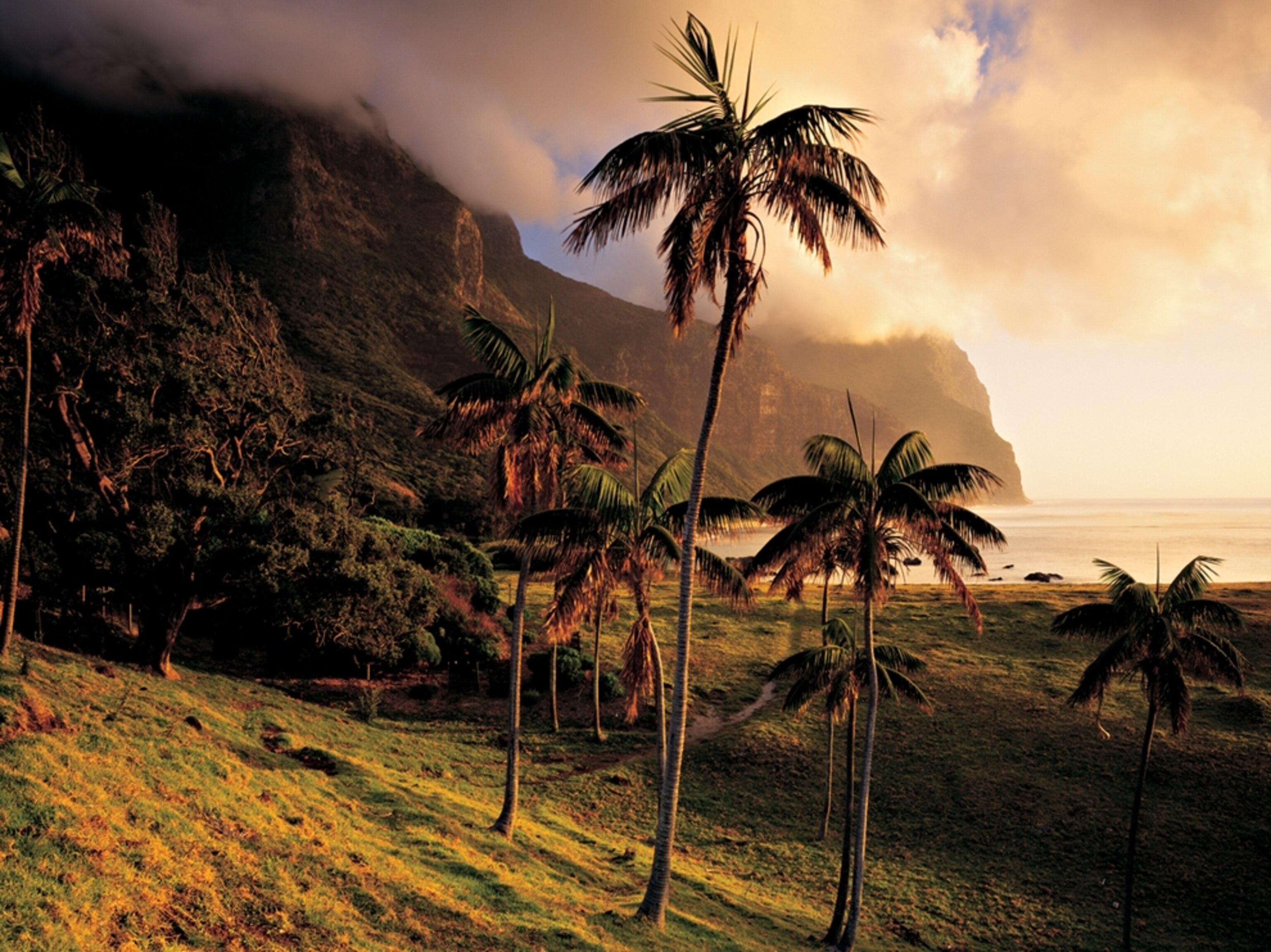 Palm trees on Lord Howe Island, Australia