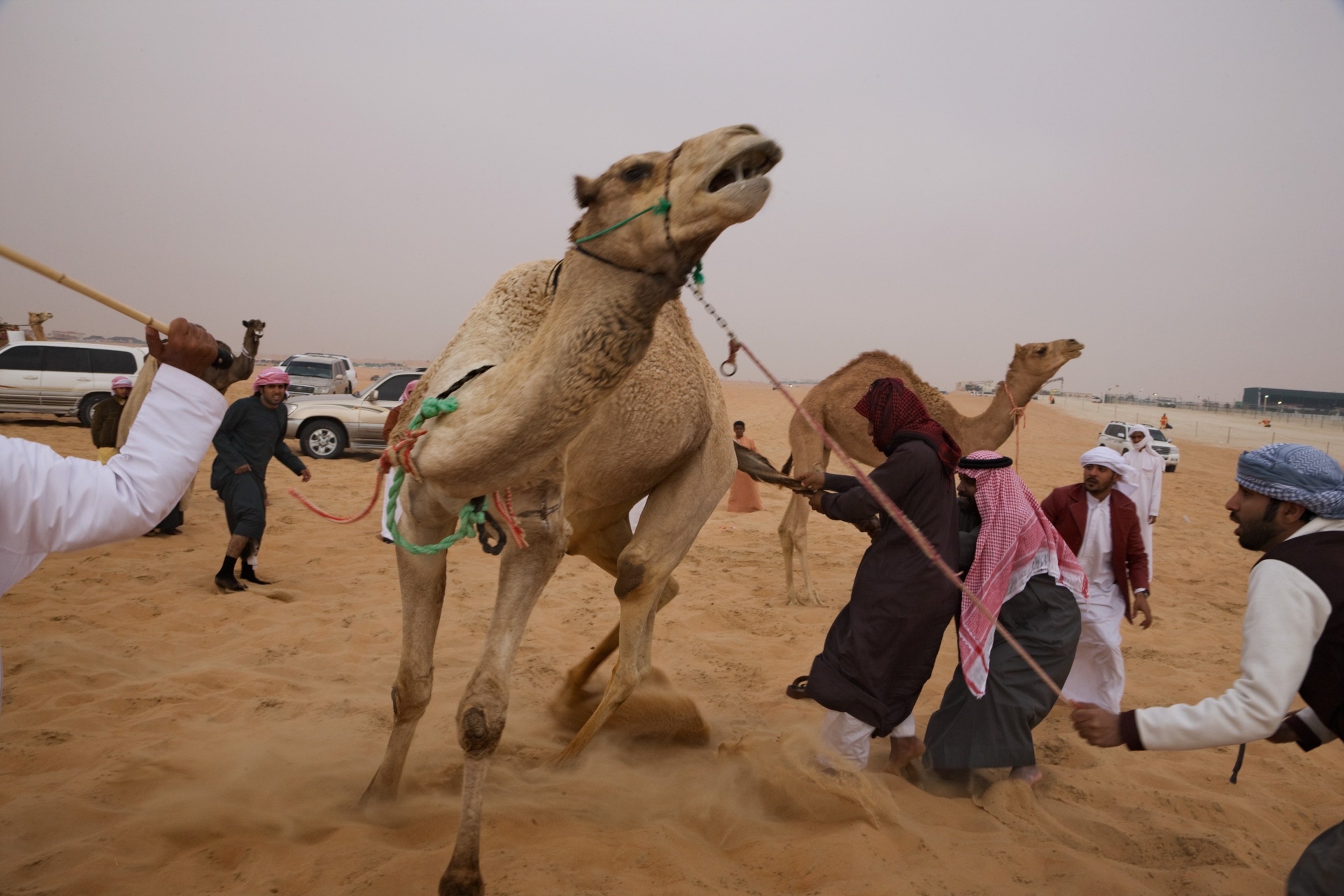 camel handlers at work