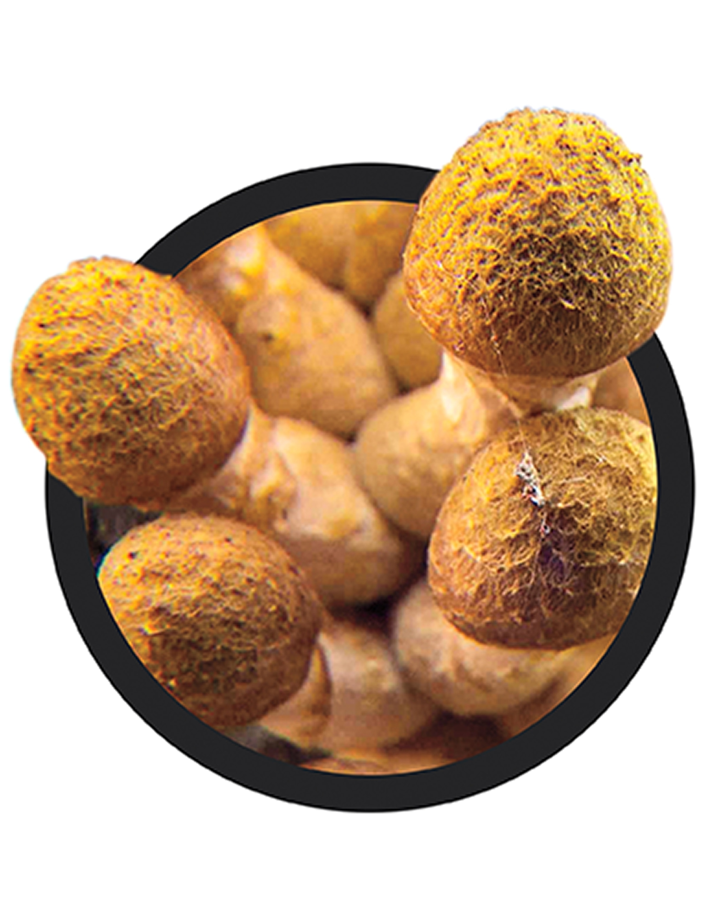A bunch of yellow mushrooms growing together.