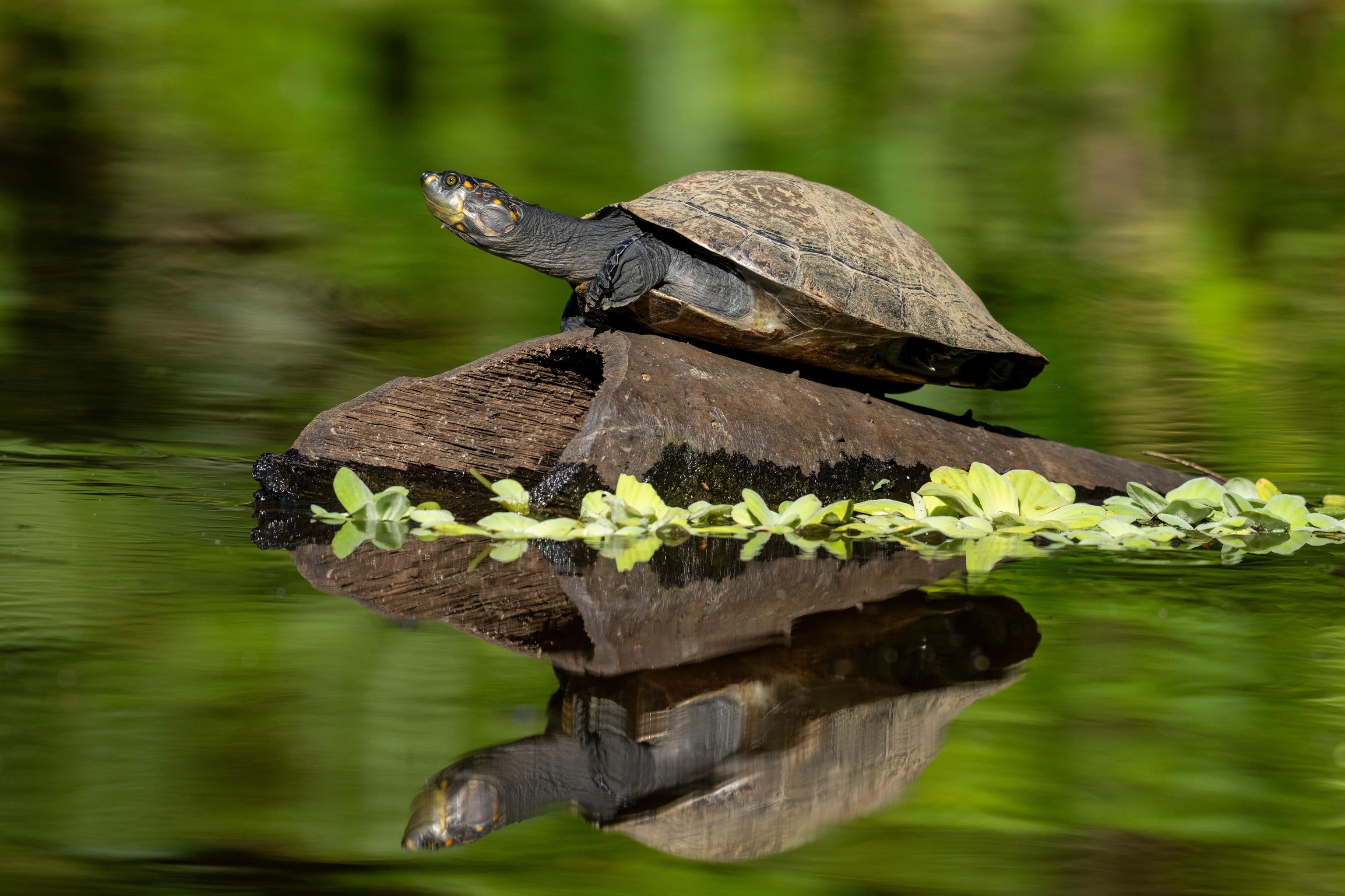 A turtle stands on a log in a body of water as it's reflection is seen in the water.
