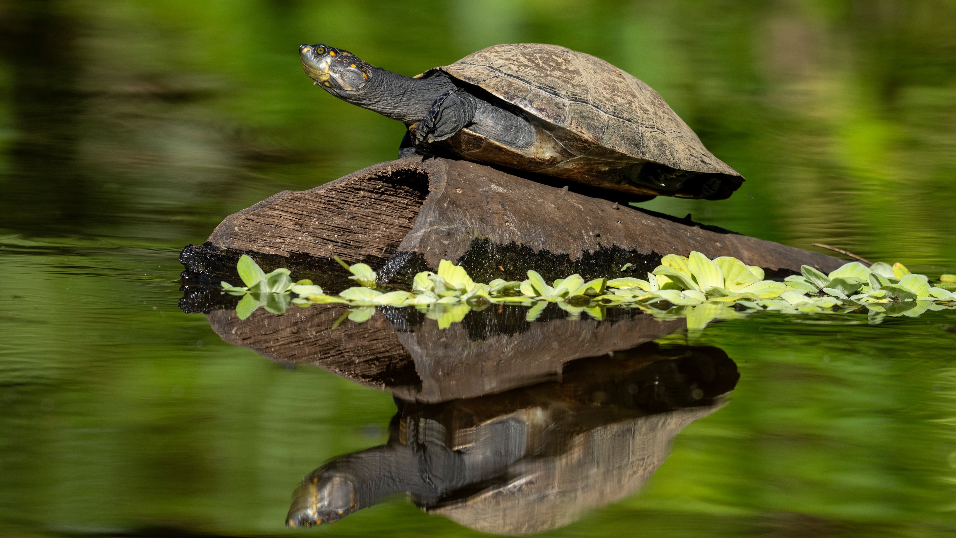 What, Exactly, Is a Turtle?