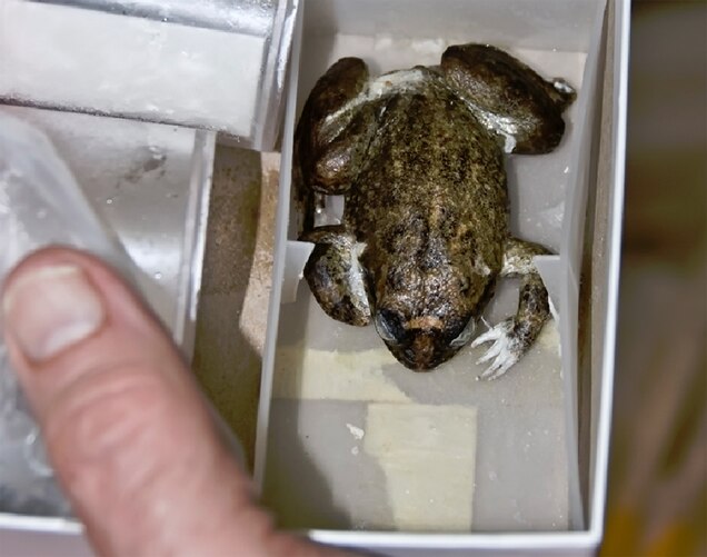 Resurrecting The Extinct Frog With A Stomach For A Womb