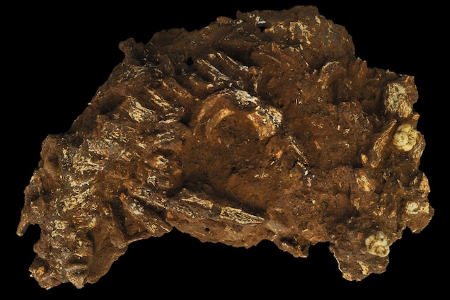 Mtoto_remains.jpg?w=636&h=424