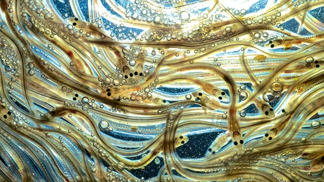 Epic Eel Migration Mapped For The First Time