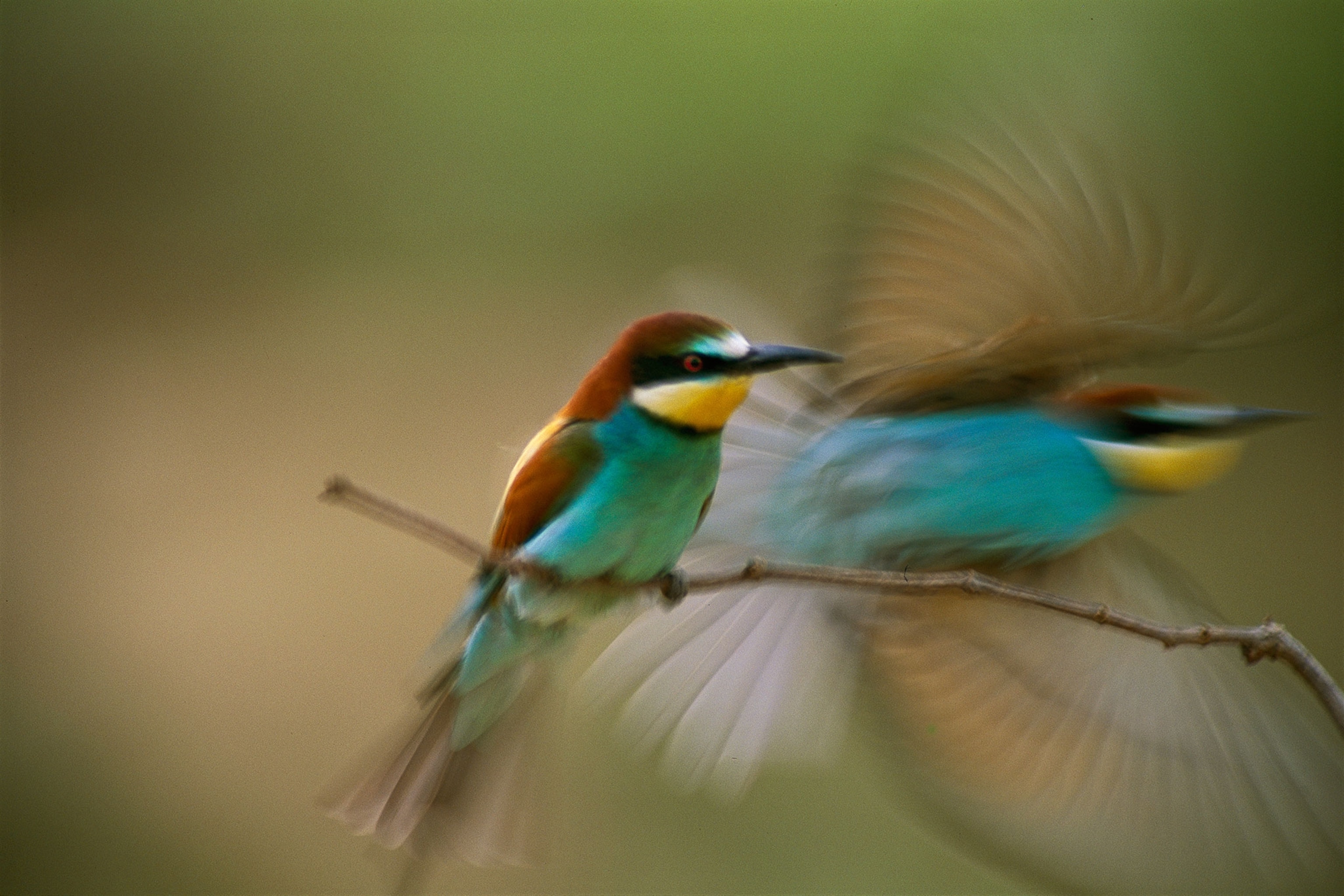 long exposure picture of two bee-eaters sitting on a branch