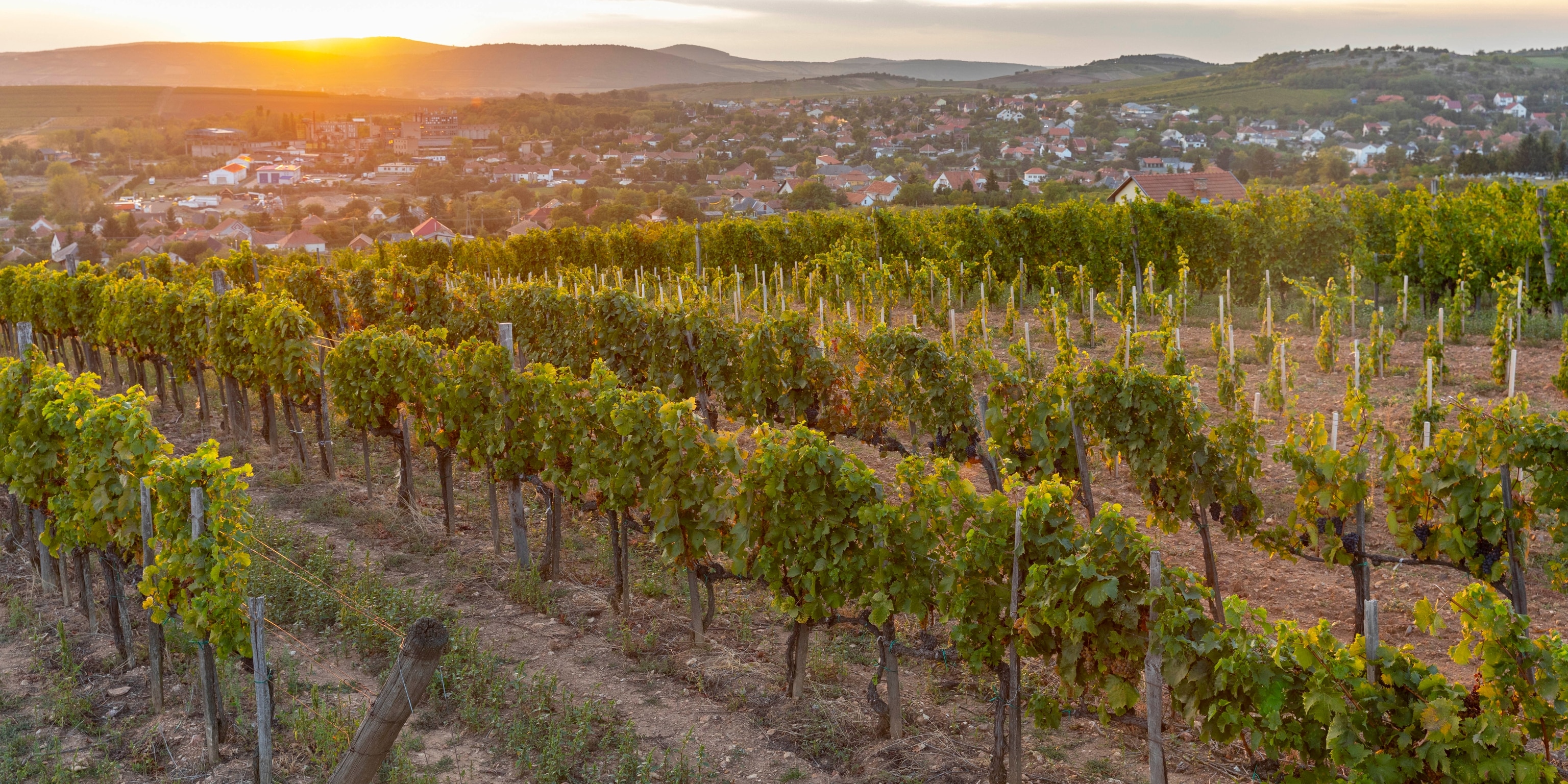 sun-sets-tokaj-vineyard-