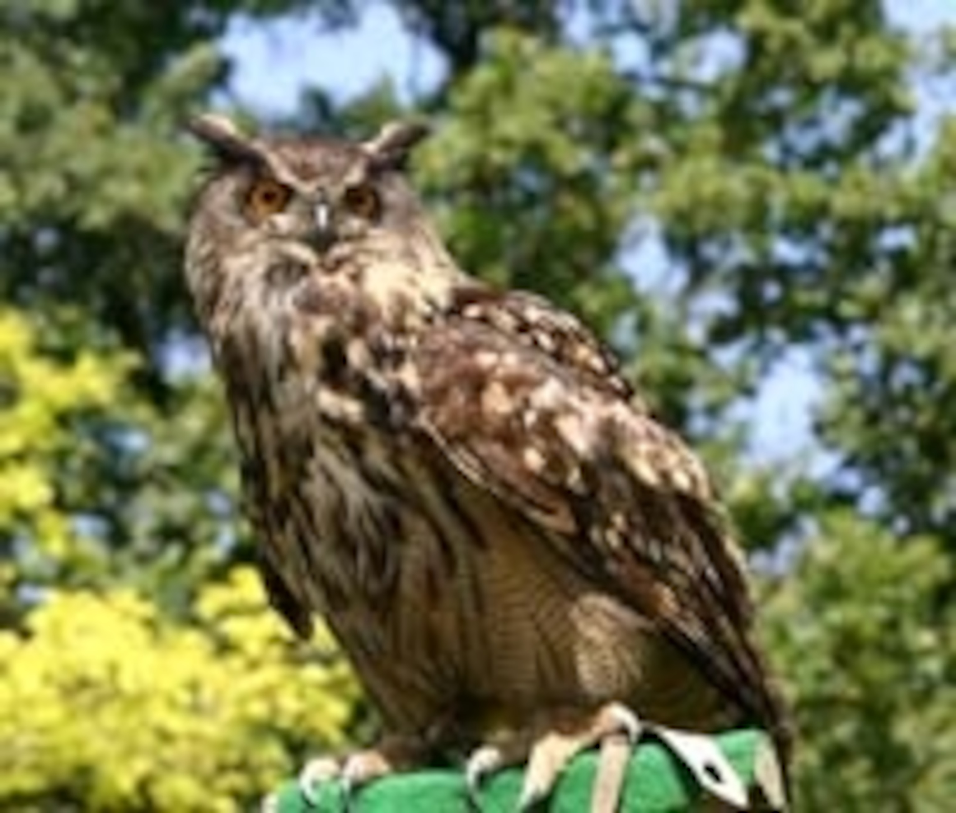 Eagleowl.jpg