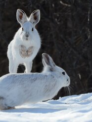Snowshoe Rabbit Living With Us Snowshoe Hare Waboos Four