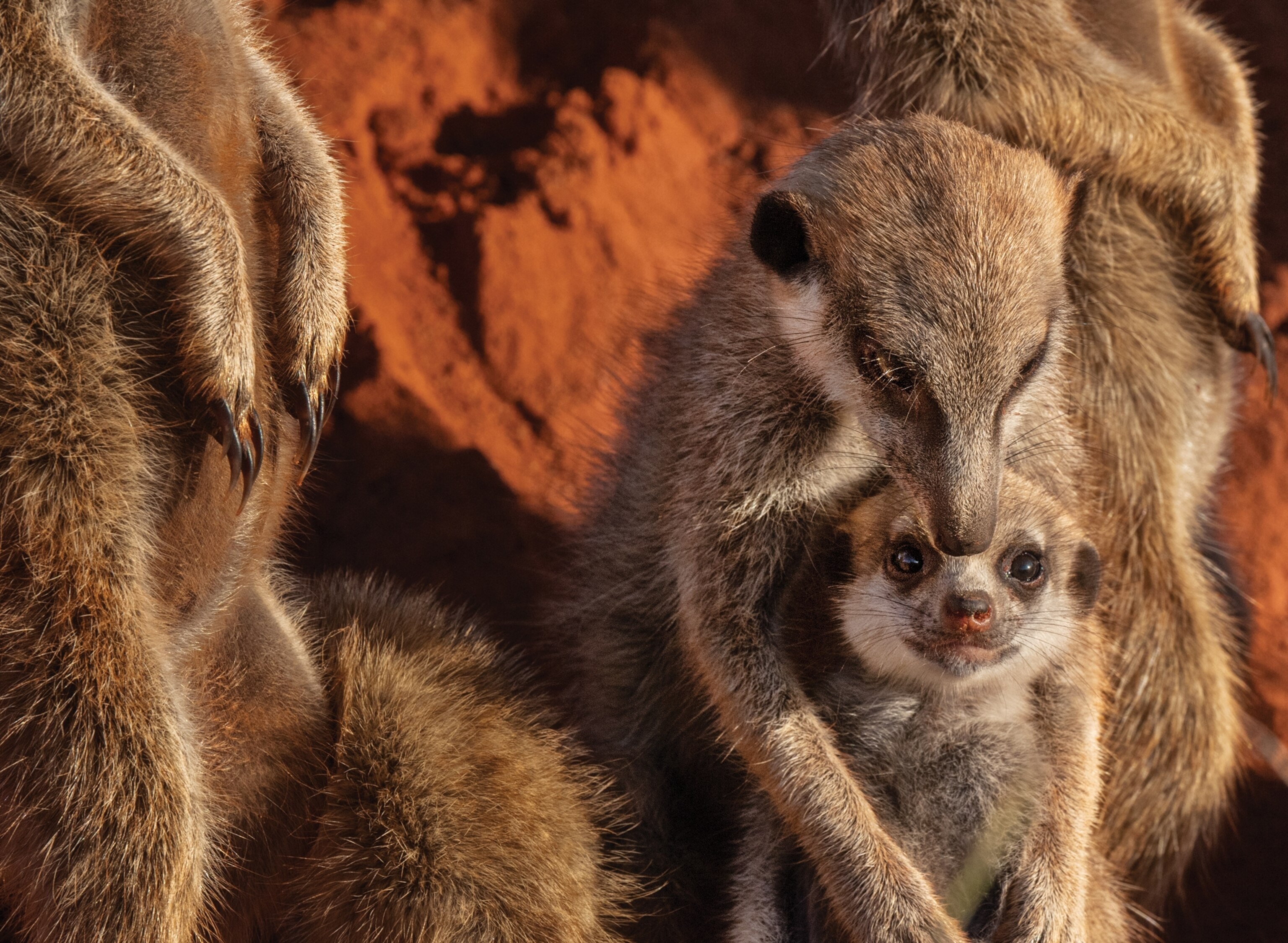 Adult or older juvenile holds and cuddles younger pup.