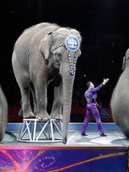 What Do Elephants Do In Circus At Josephine Harding Blog