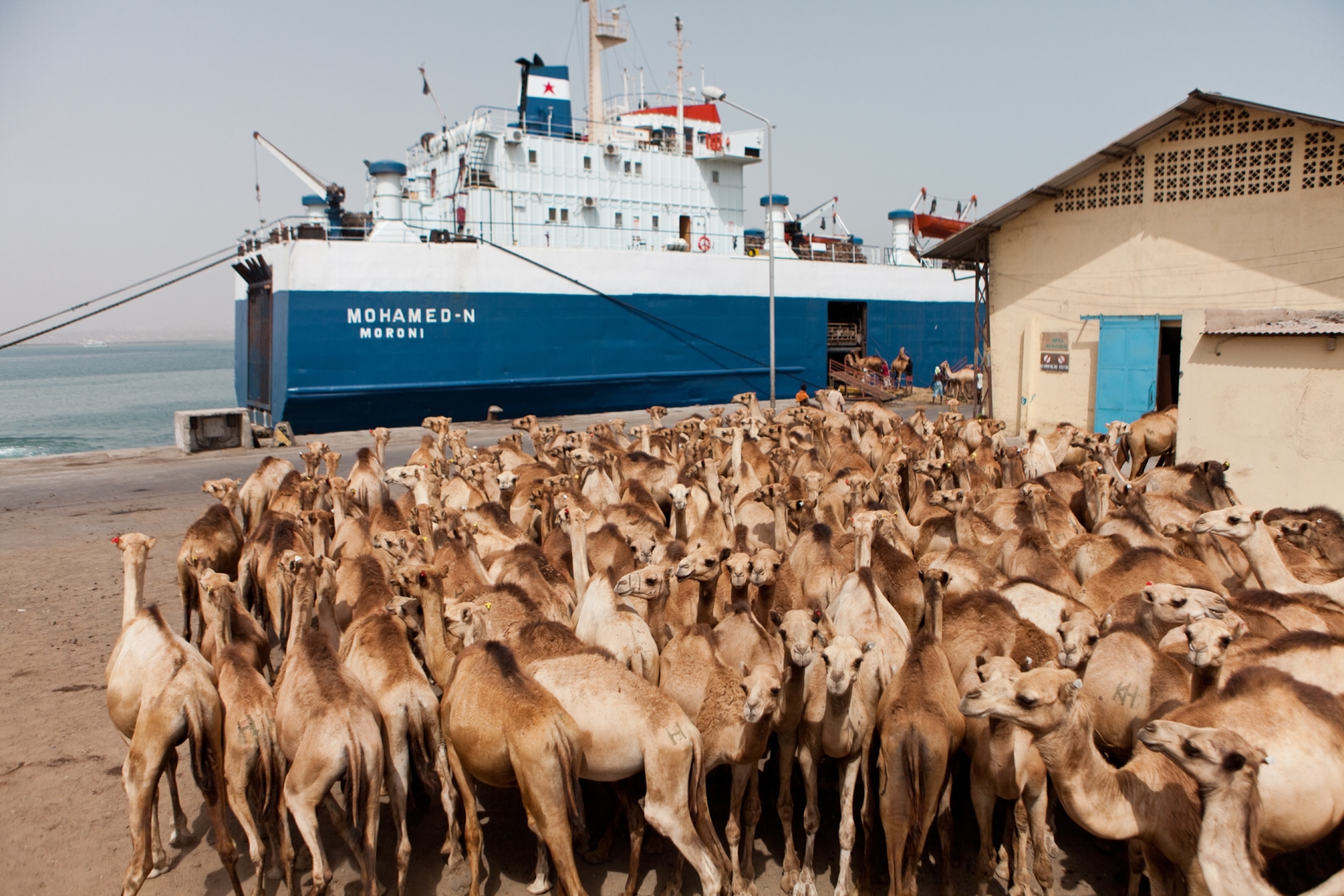 camel transport in Djibouti