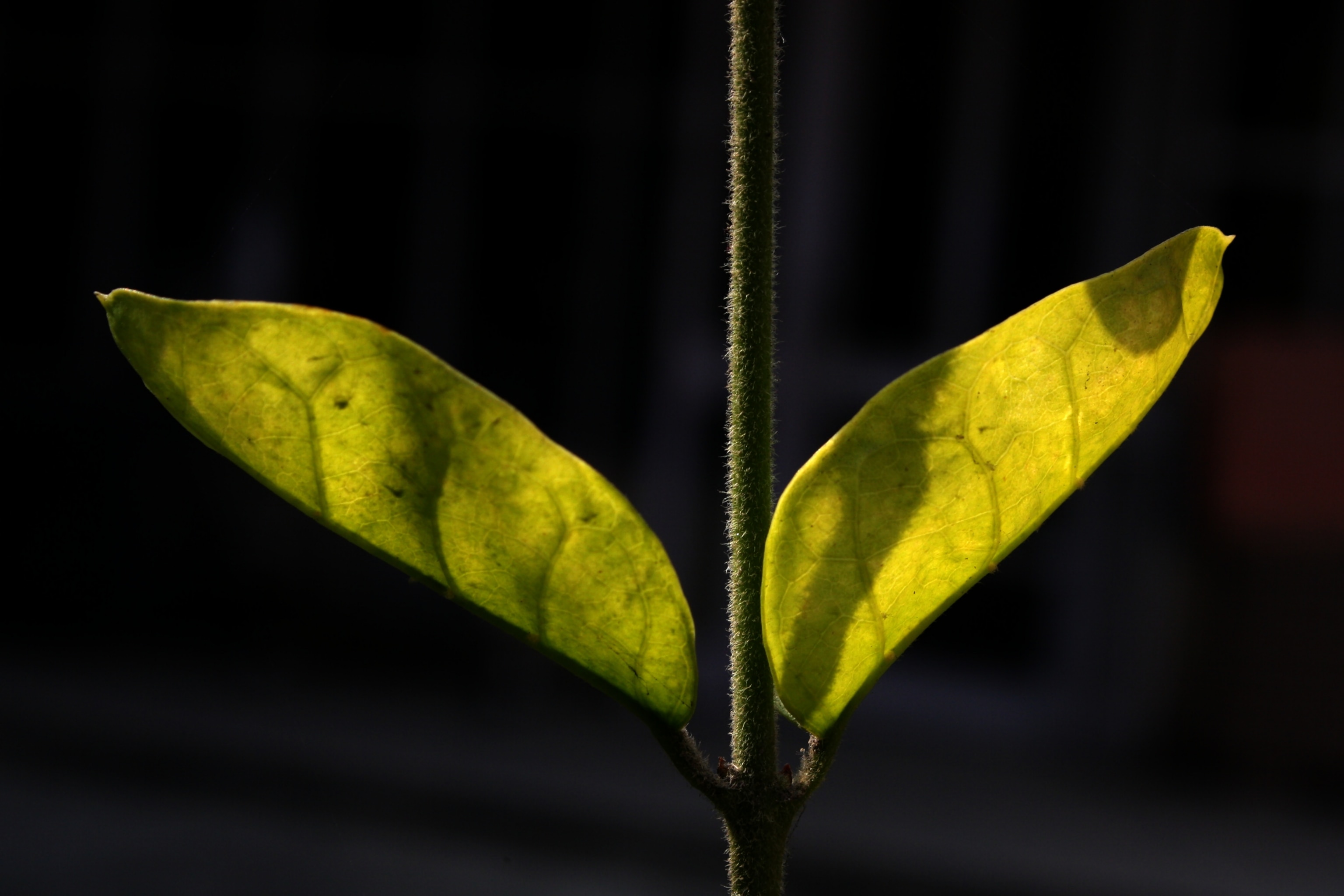Tiges et deux feuilles vertes des plantes