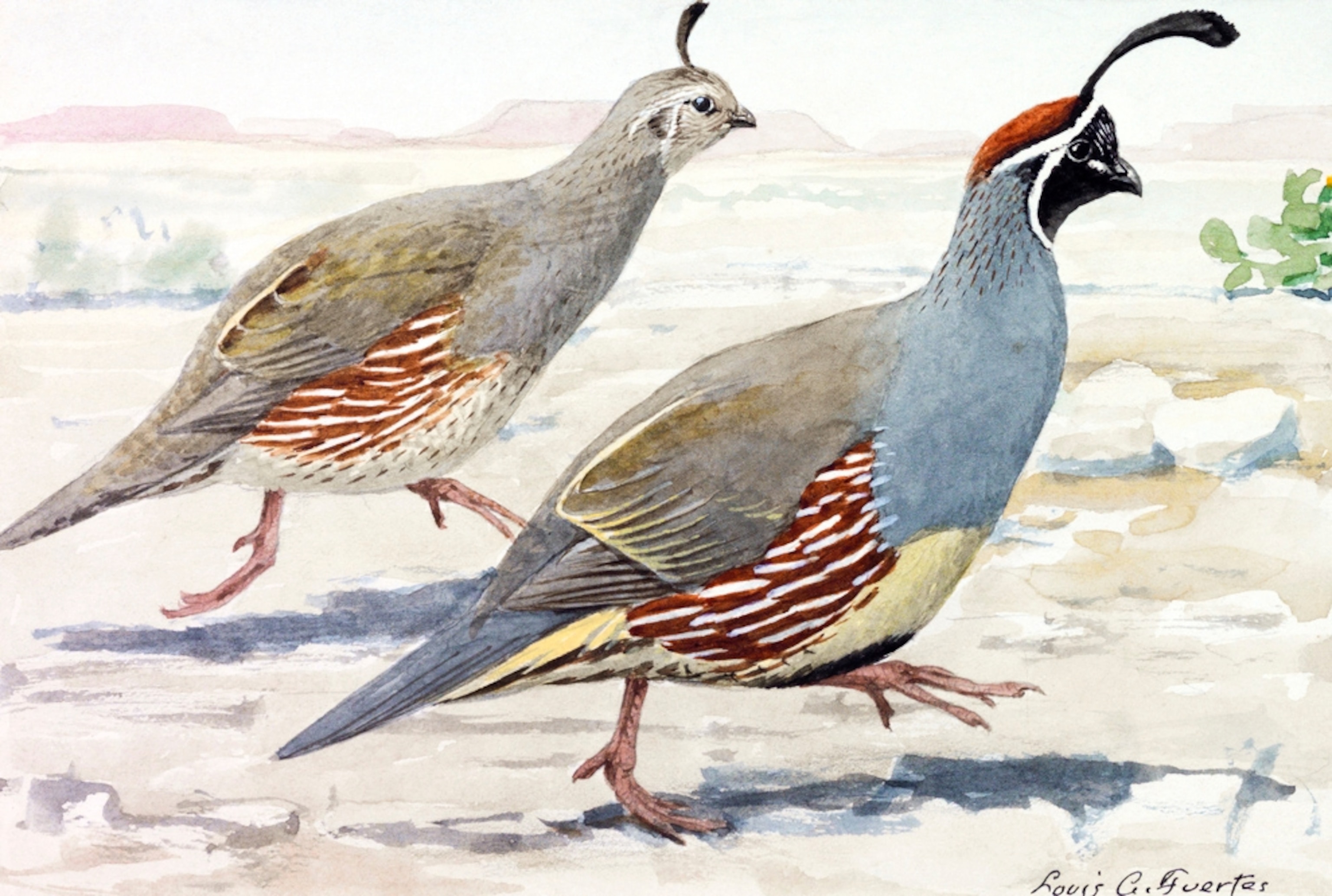 Illustration: Two Gambel's quail