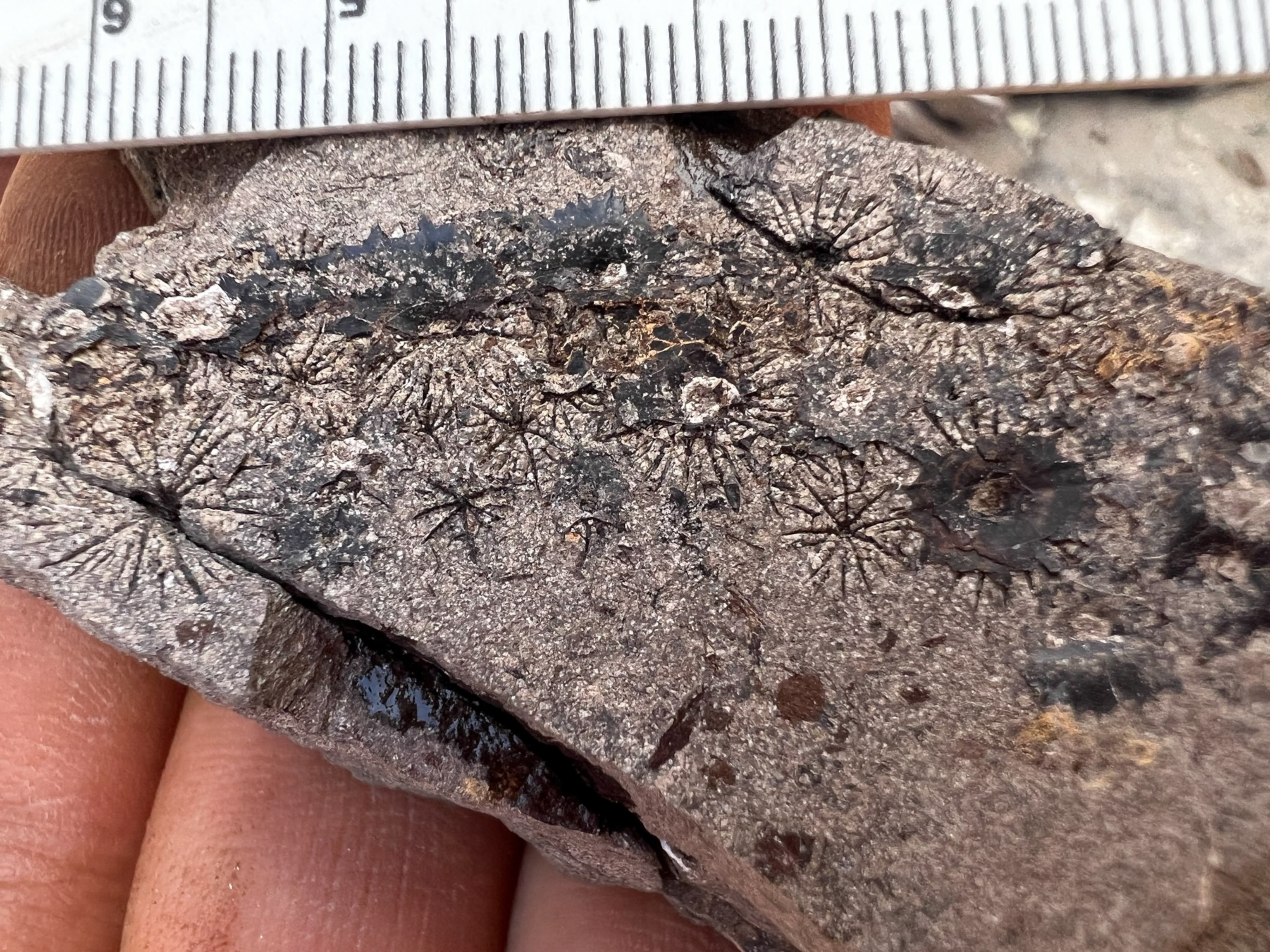 Close-up of a fossilized rock with star-like patterns. A measuring scale is above, and a hand holds the rock