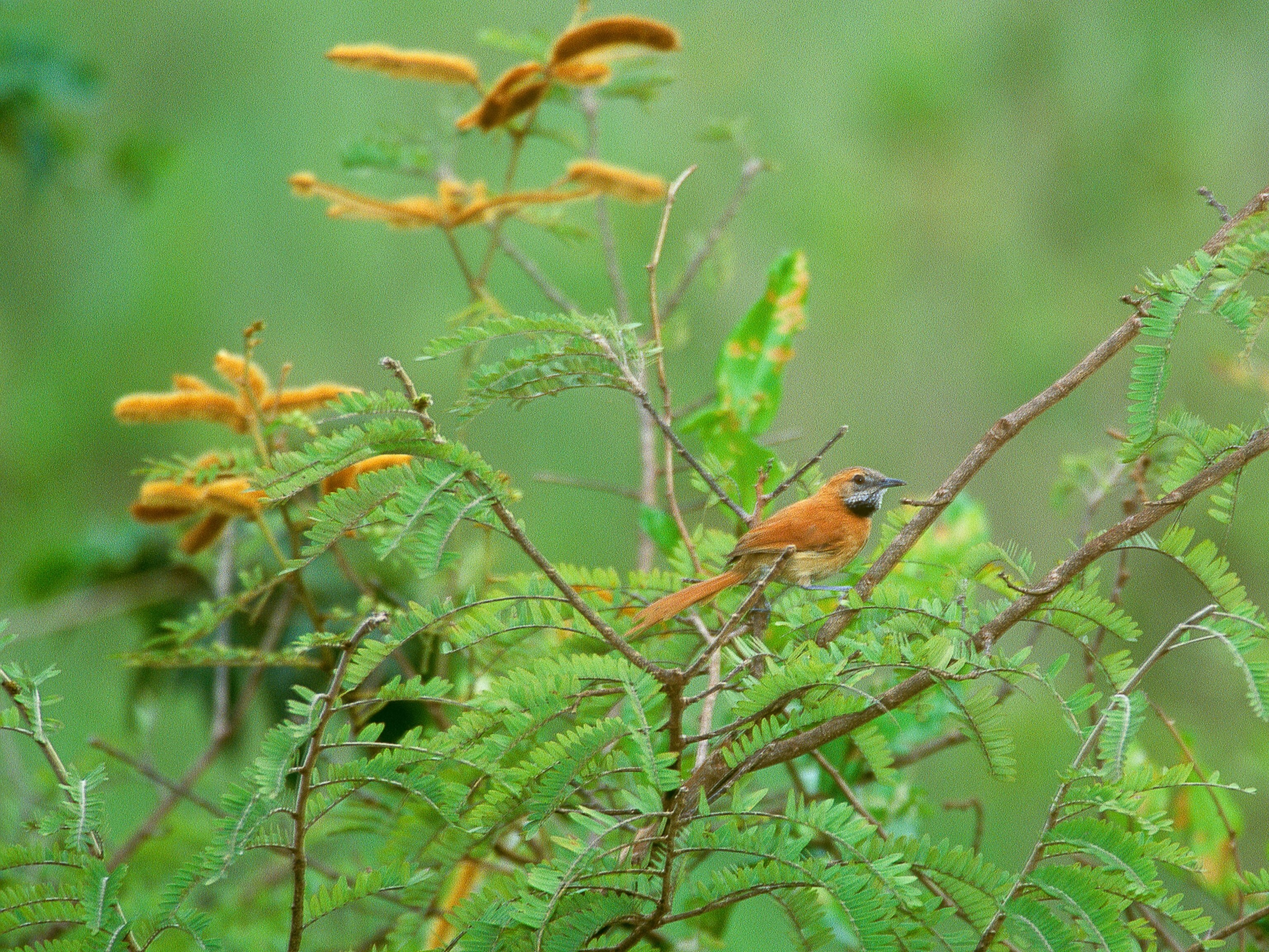Hoary-throated spinetail picture: one of the newly ranked species on the updated IUCN Red List