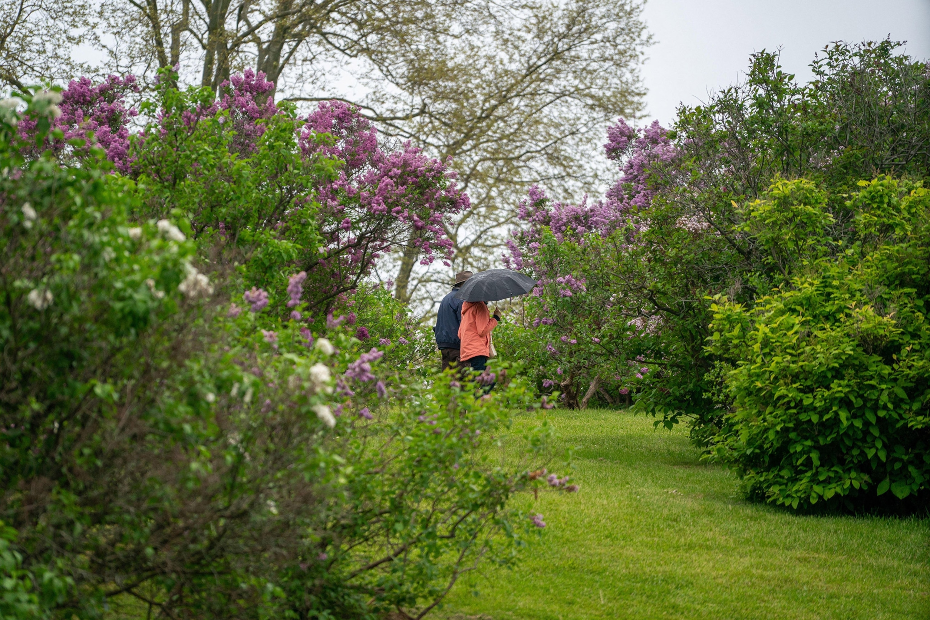 Two people walk with an umbrella through a lush green garden with pink and white flowers in bloom all around