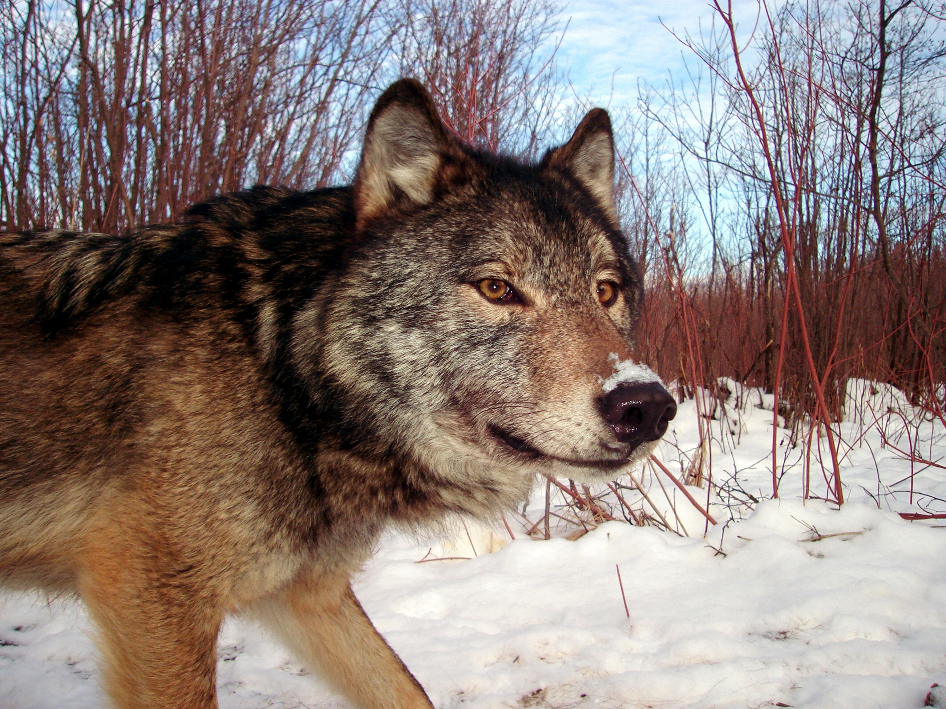 Should We Save the Wolves of Isle Royale?