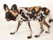 African Wild Dog Pet
