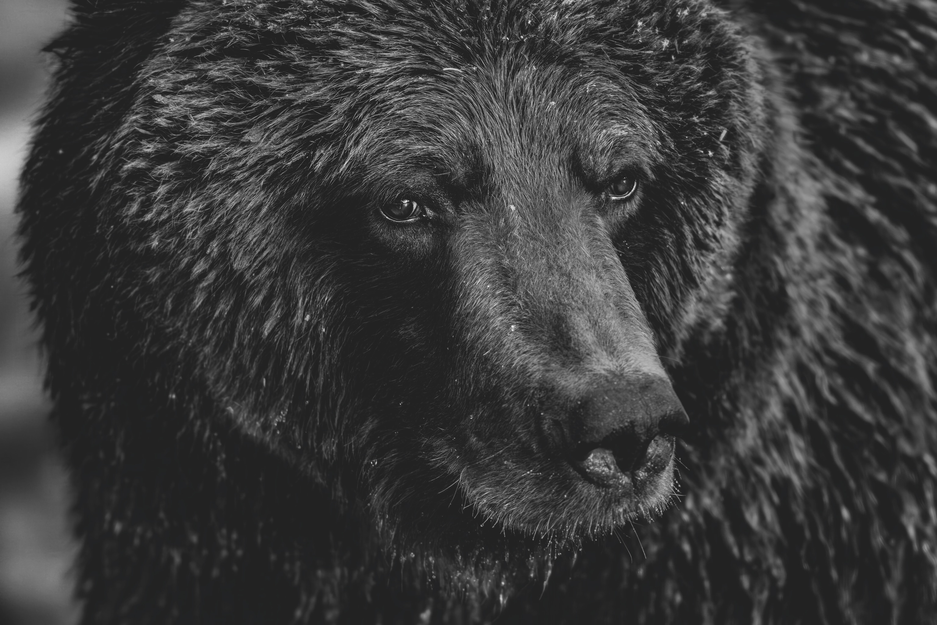Up-close black and white portrait of a bear.
