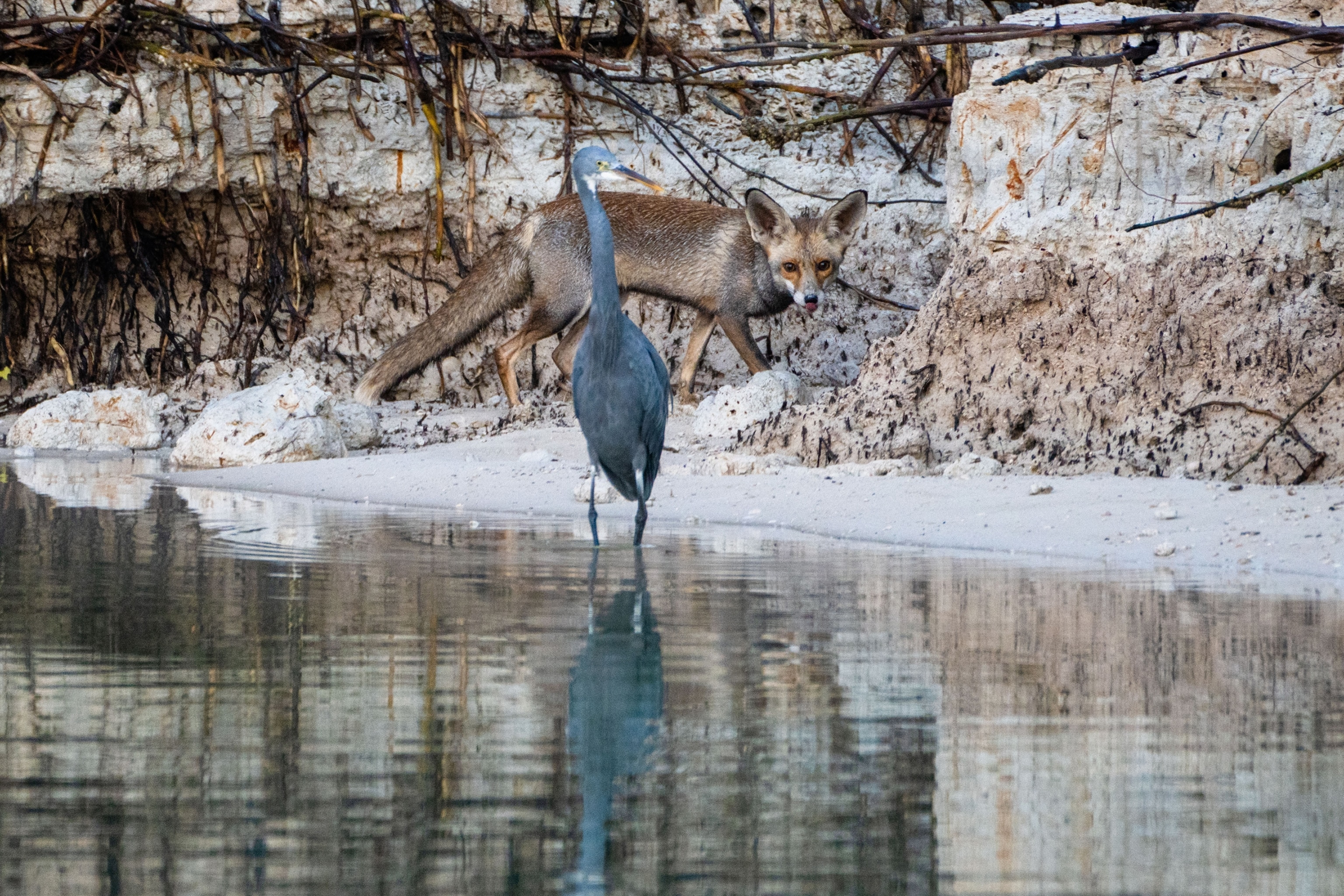 wildlife in the mangroves of Abu Dhabi