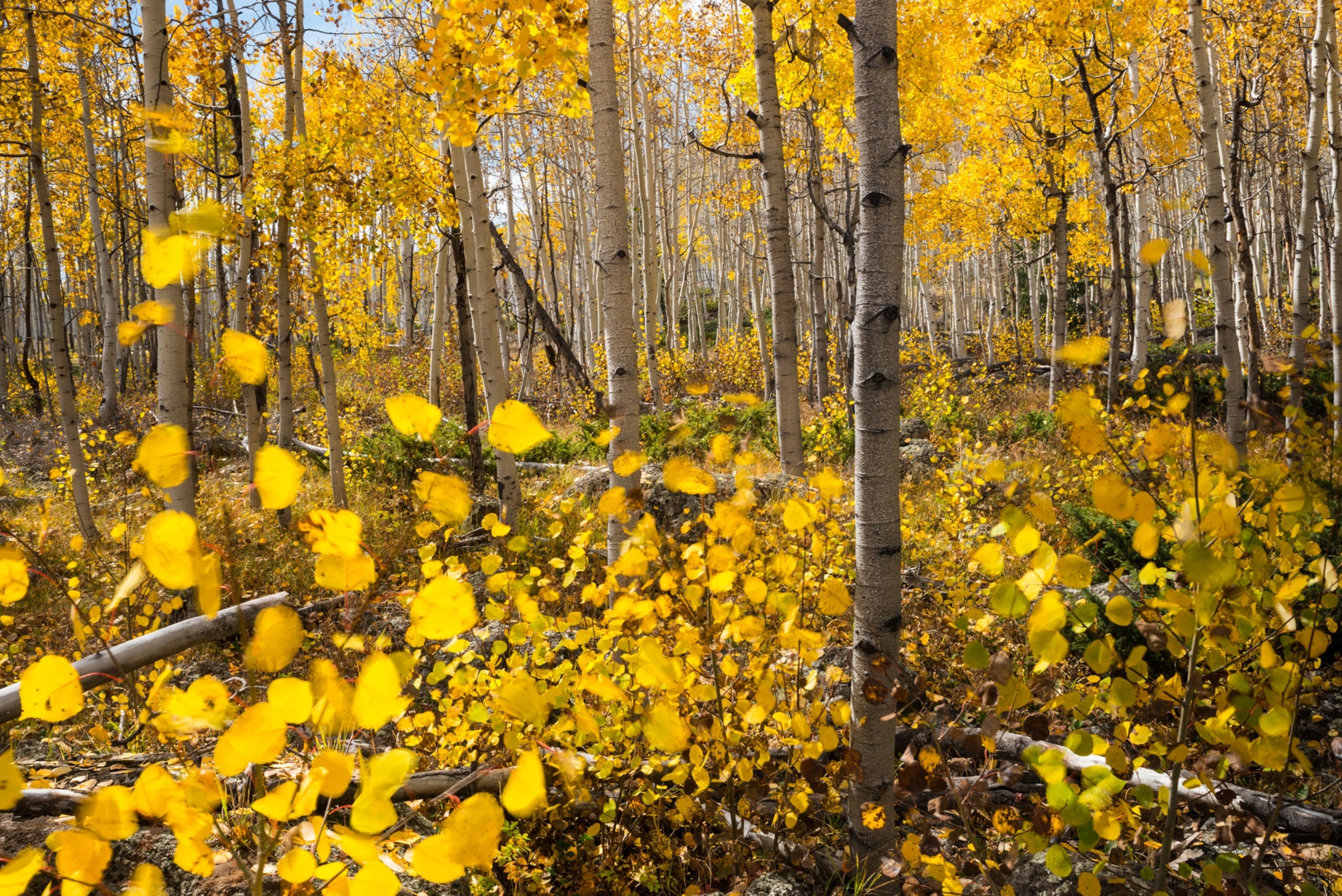 aspen trees in Utah