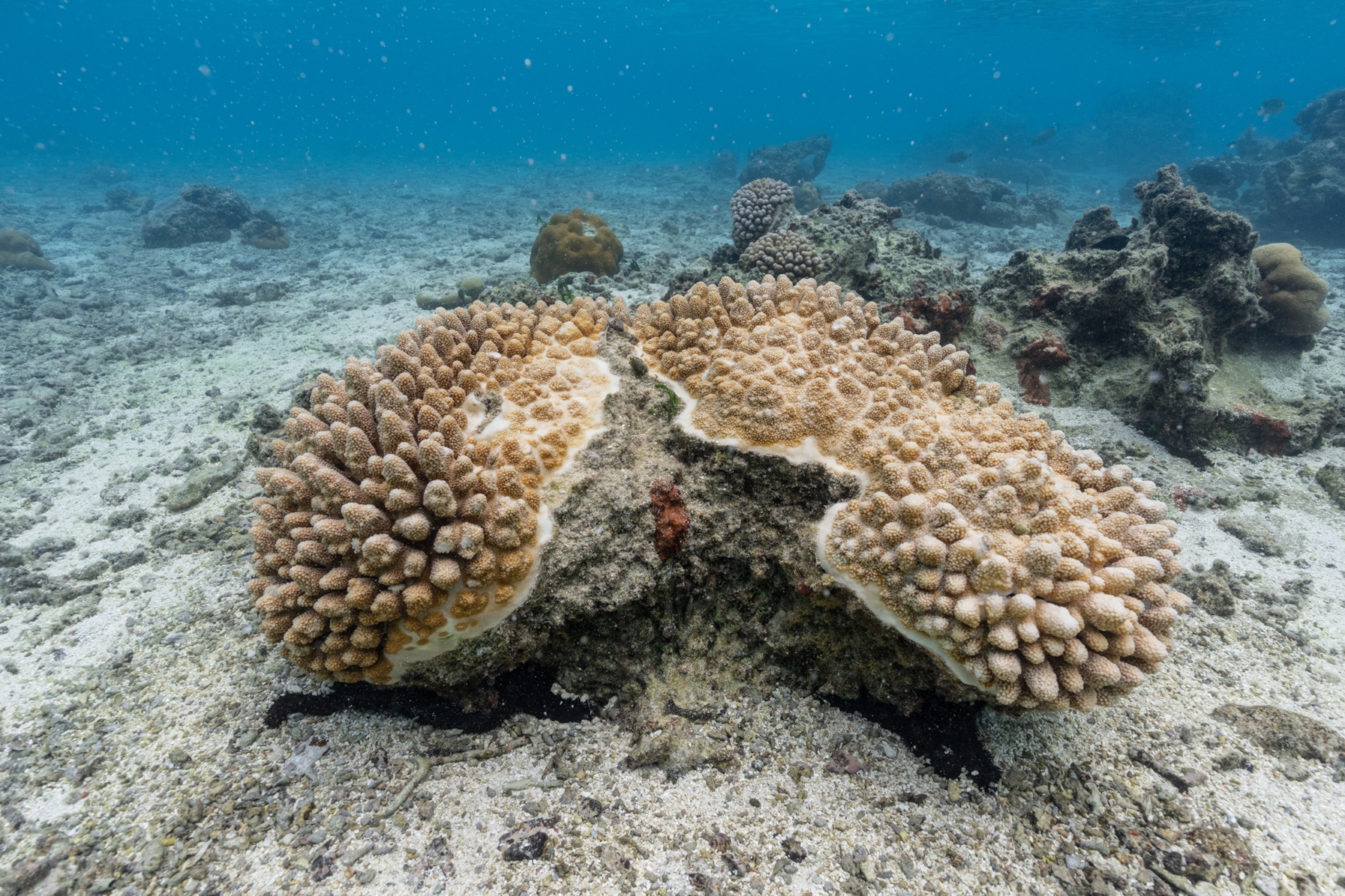 Partly dead coral on bare seafloor.