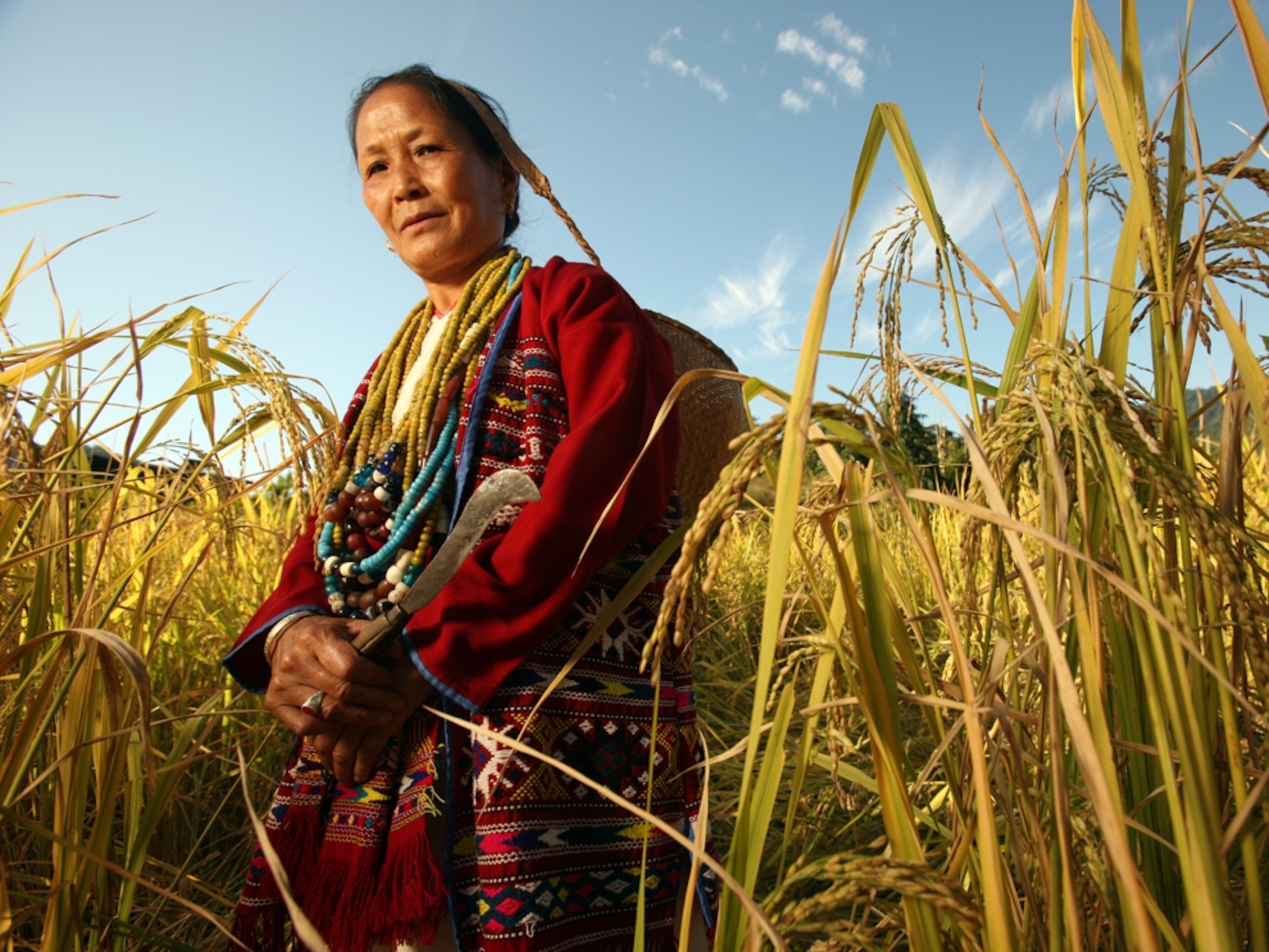 Mrs. Lalom Ramadasow in a wheat field in Palizi Village (Aka language area), Arunachal Pradesh, India