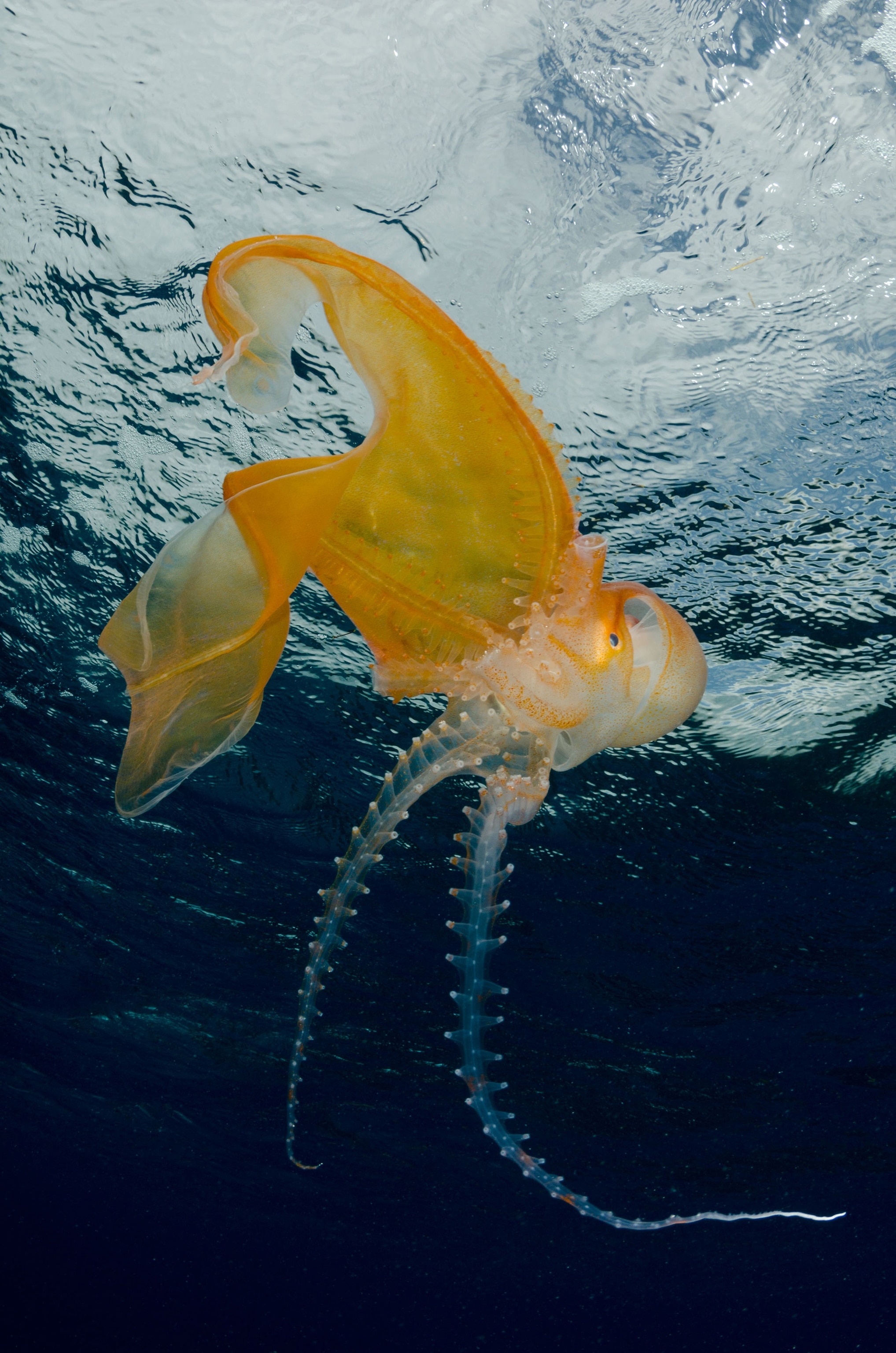 blanket octopus