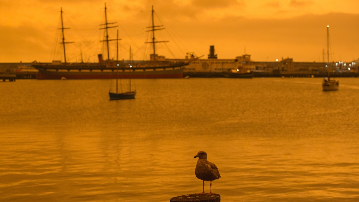 Wildfire smoke affects birds too. Here’s how you can help. TrendRadars