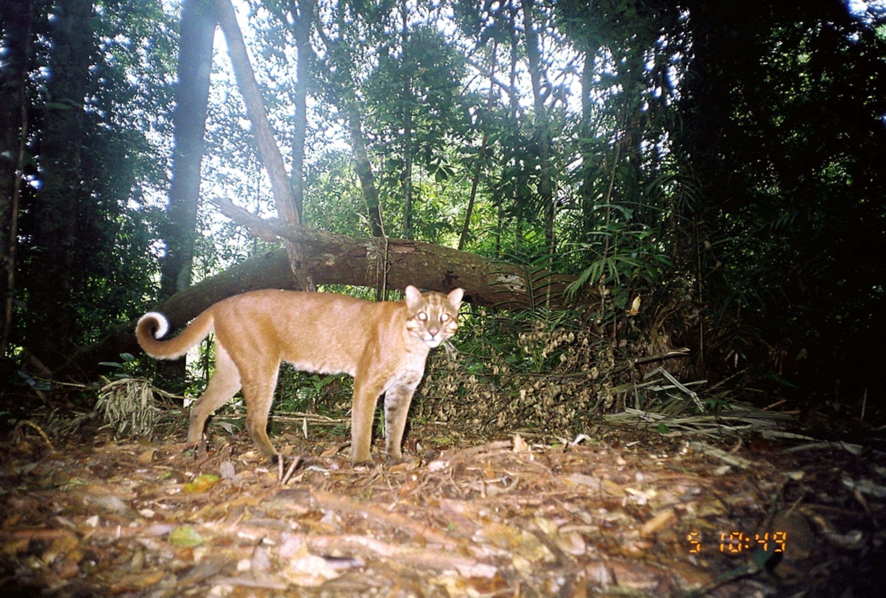 An Asiatic golden cat caught in a camera trap in Kerinci Seblat National Park.