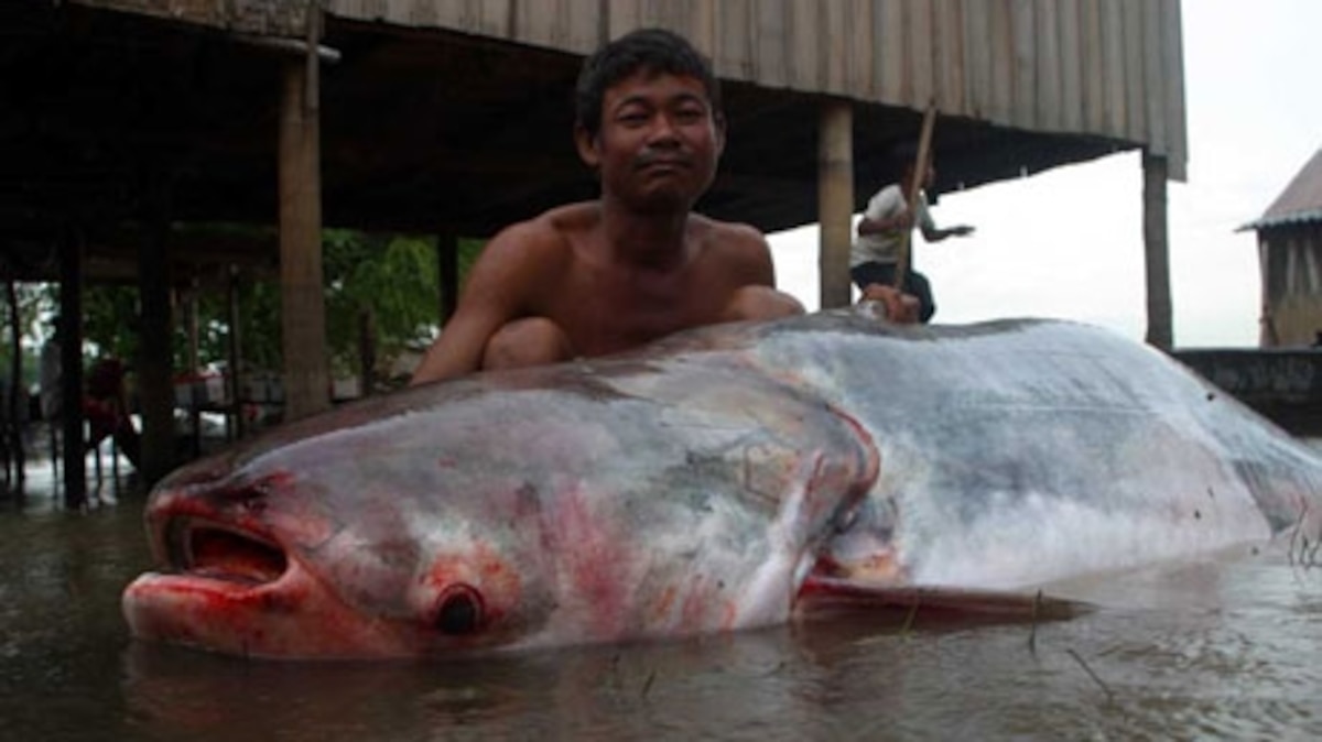 Photos of Mekong Giant Catfish