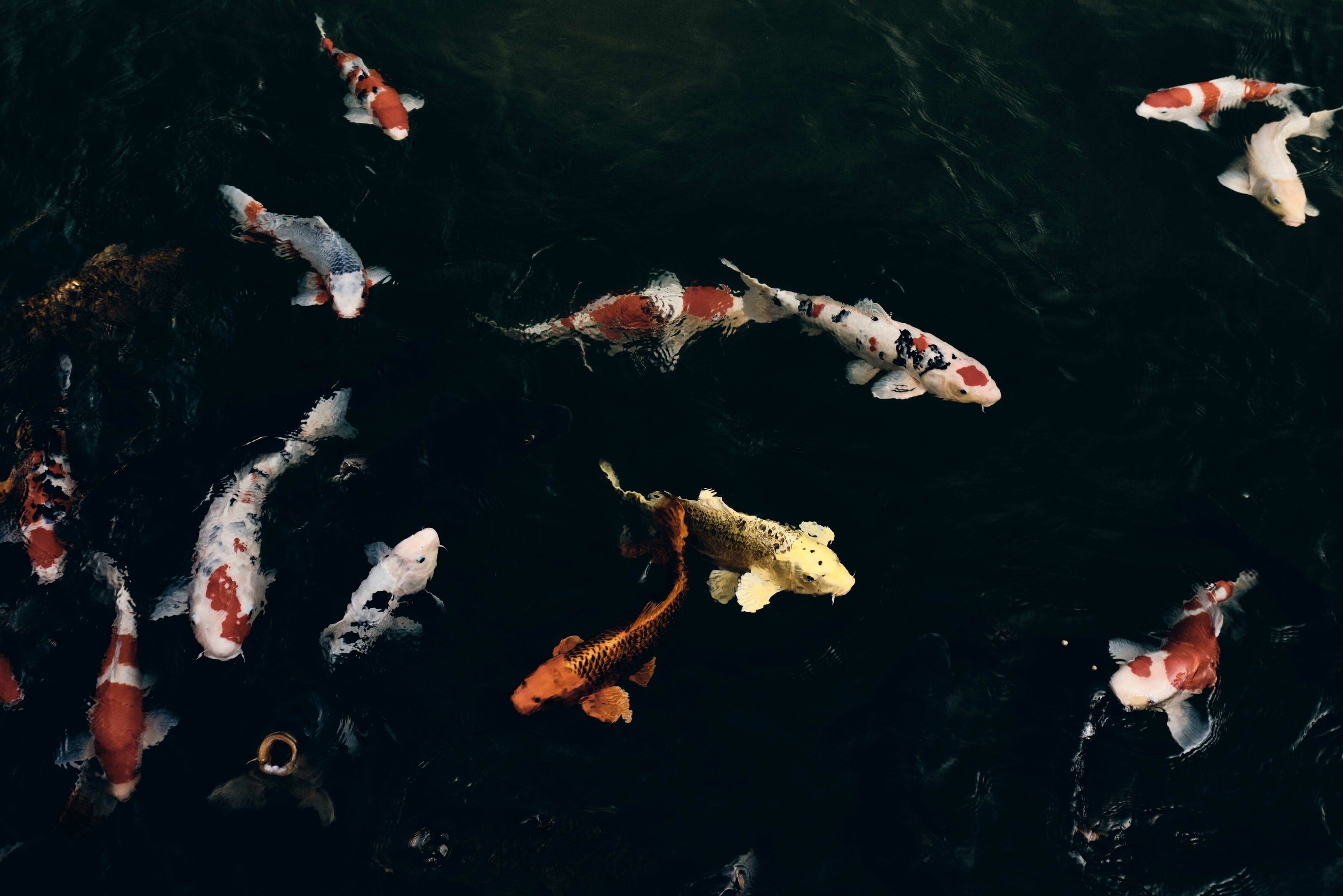 Fish in a dark pond.