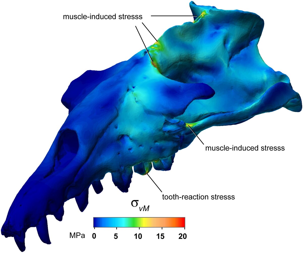 Basilosaurus the BoneCrusher