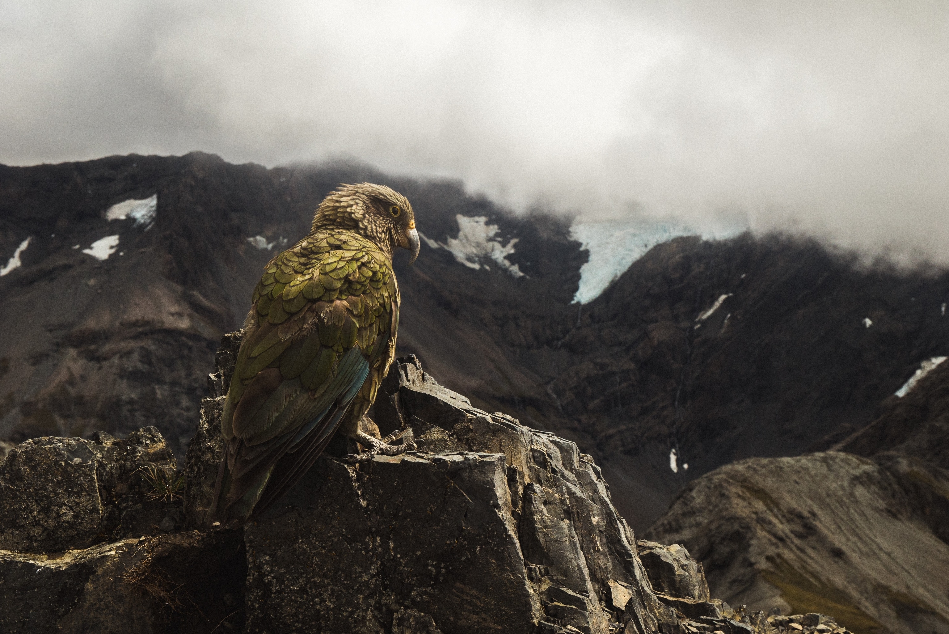 a kea at the top of Avalanche peak