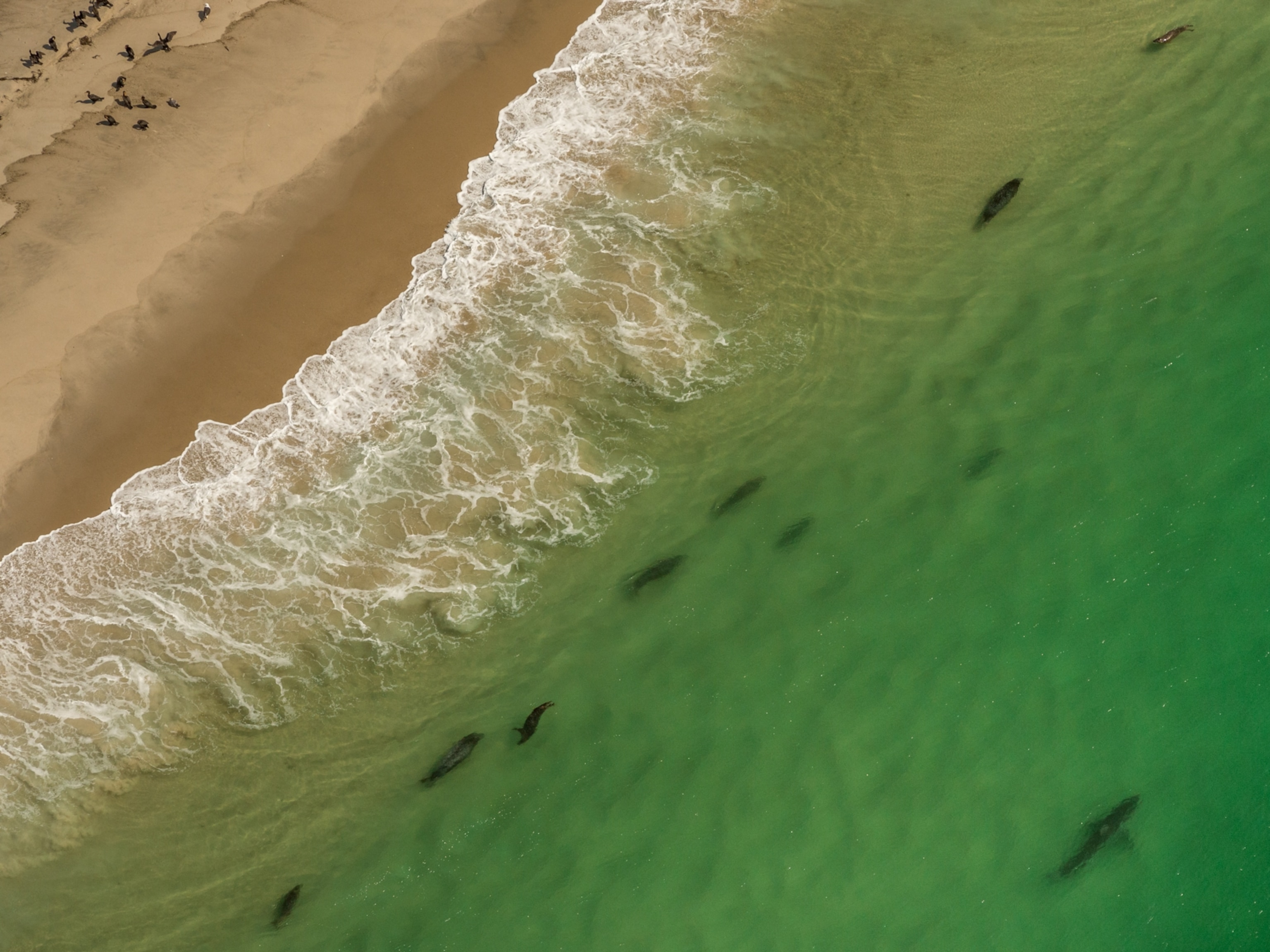 A vast California lake is set to run dry. Scientists are scrambling to save  its endangered fish