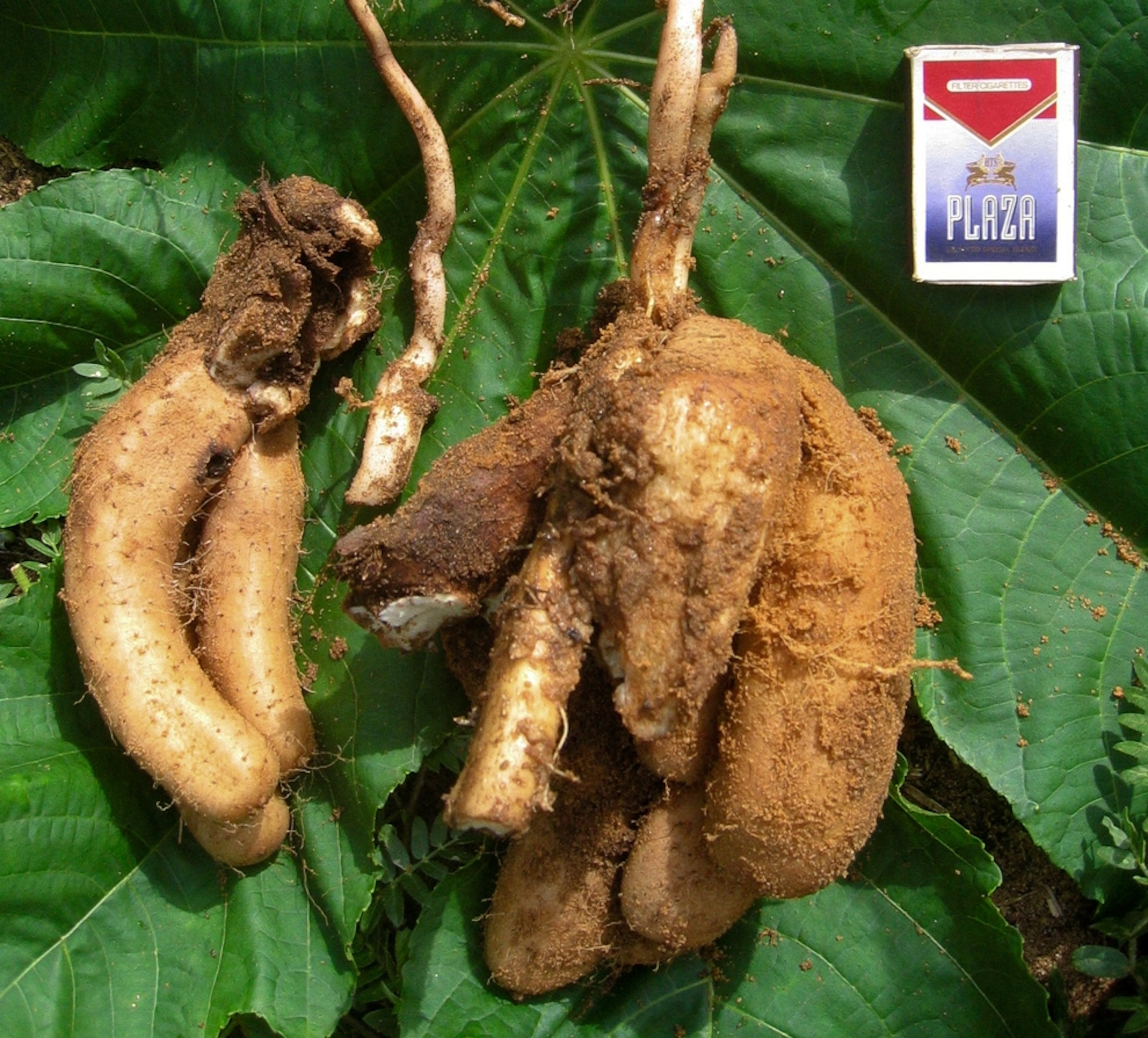 A yam that resembles a cow's udder, one of the top ten new species described in 2009.