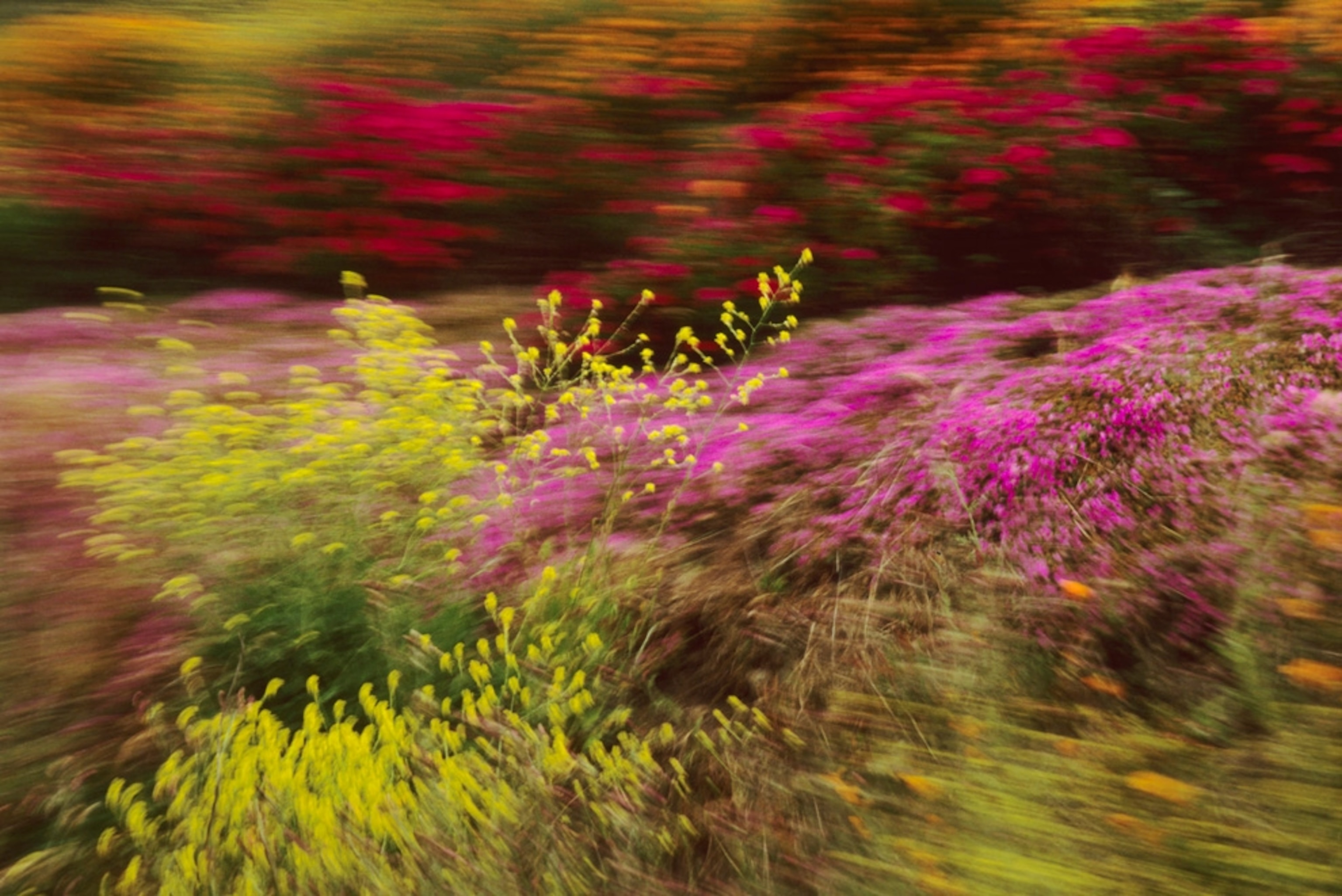 wildflowers in Big Sur, California