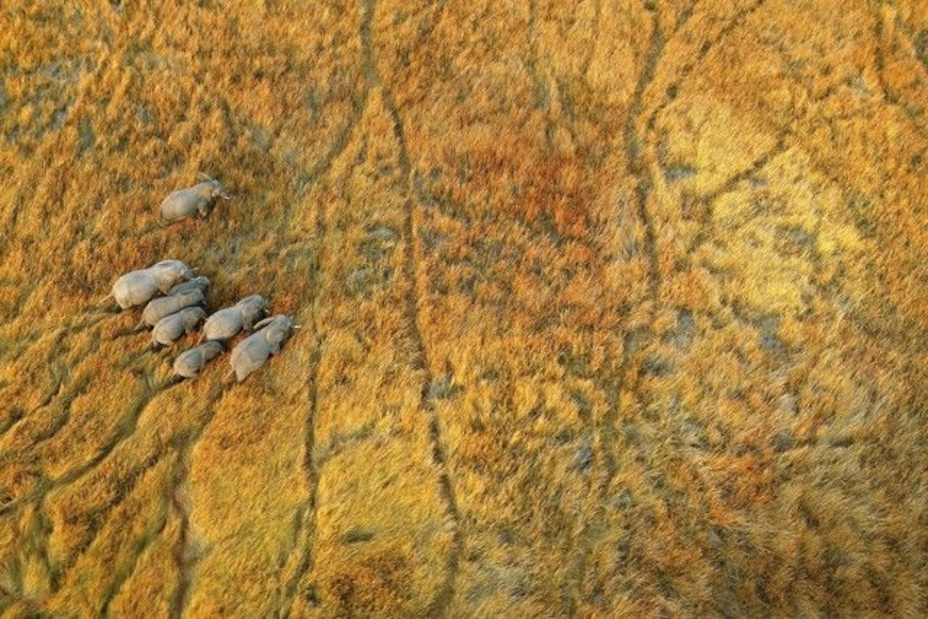Elephants wander through Botswana's Okavango Delta.