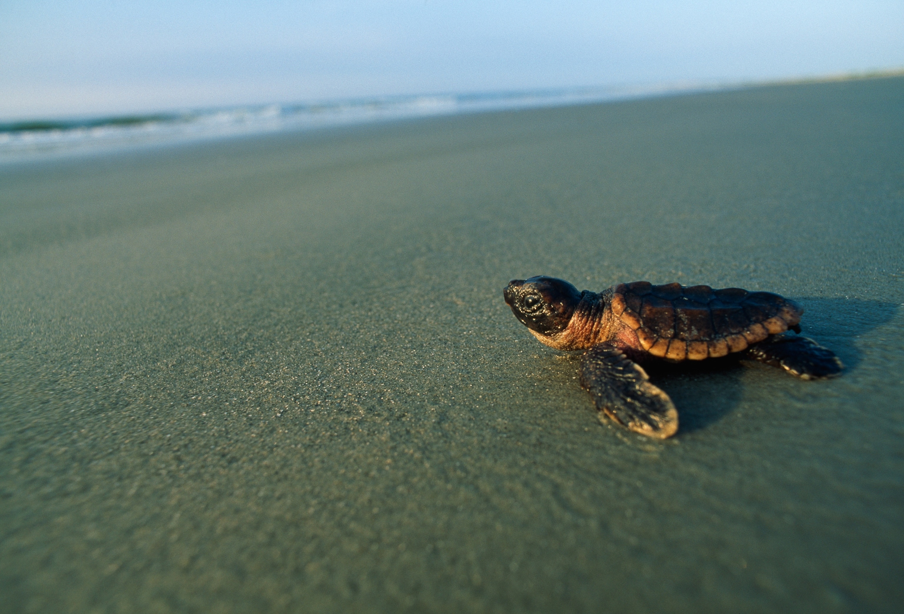 How Do Sea Turtles Find the Exact Beach Where They Were Born?