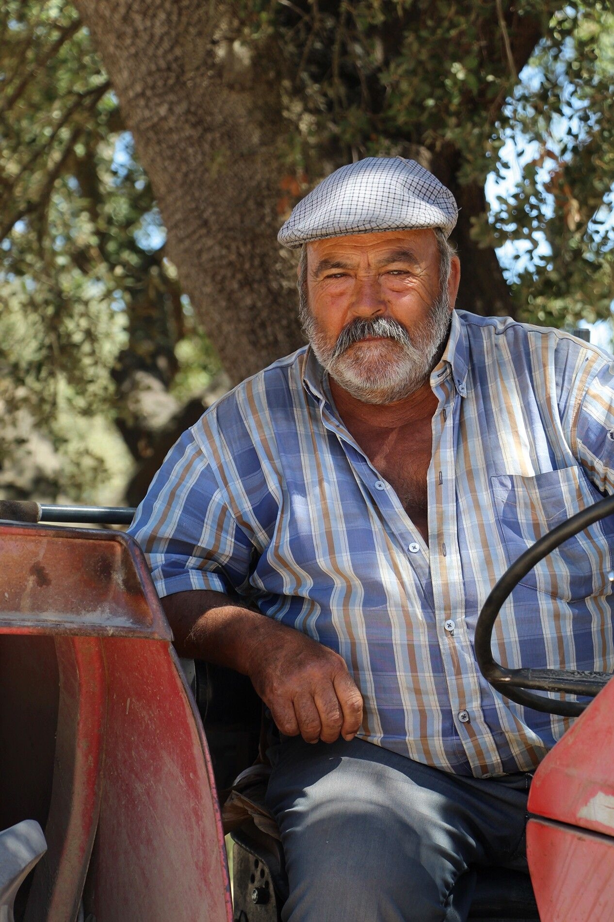 Black pig farm worker Manel Maria. The breed is native to the region, where it roams cork plantations.
