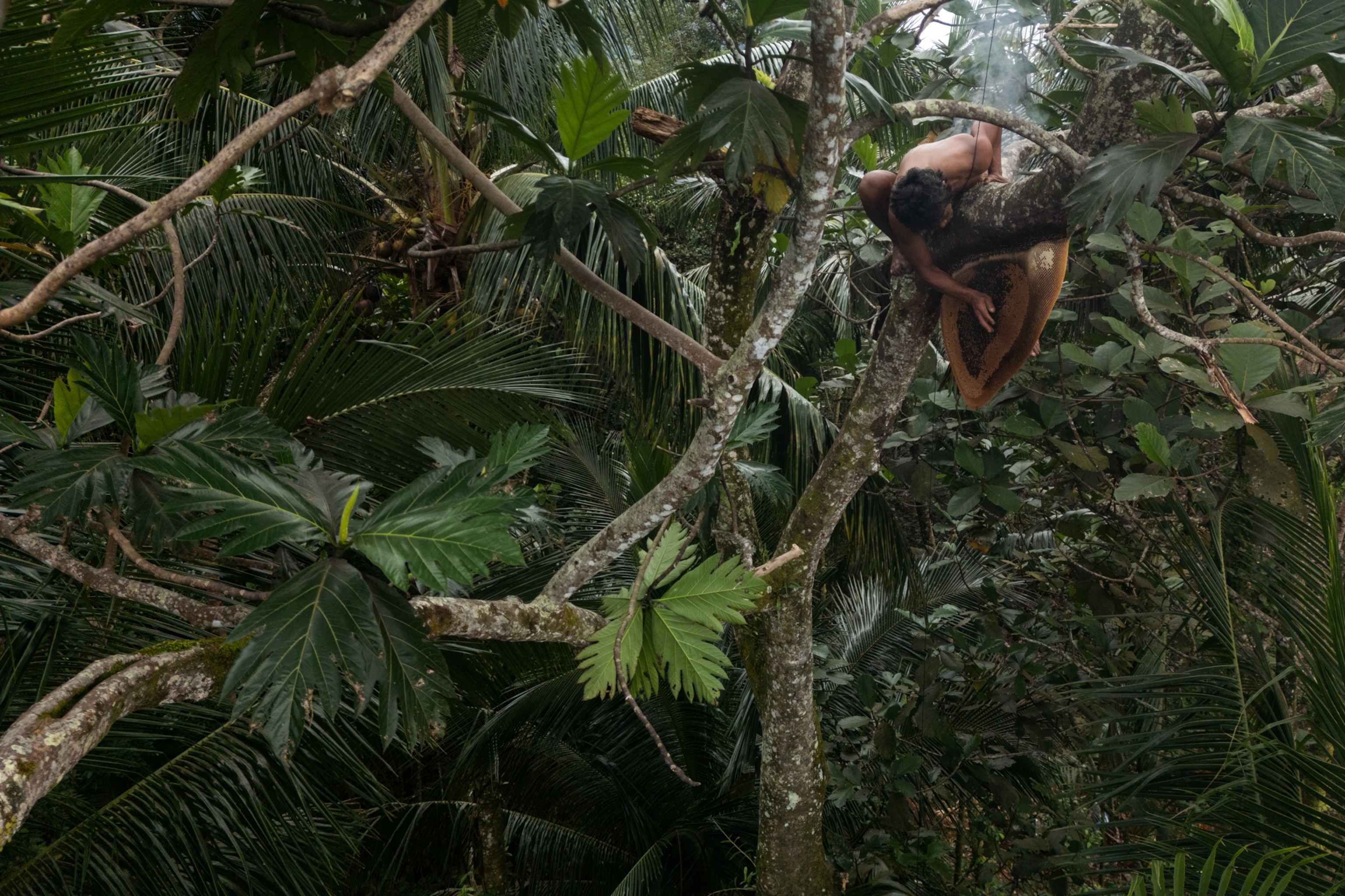 A traditional honey huntee climbes onto the top of a tree to collect the hive of Giant honeybee (Apis dorsata), Minadao, Philippines.