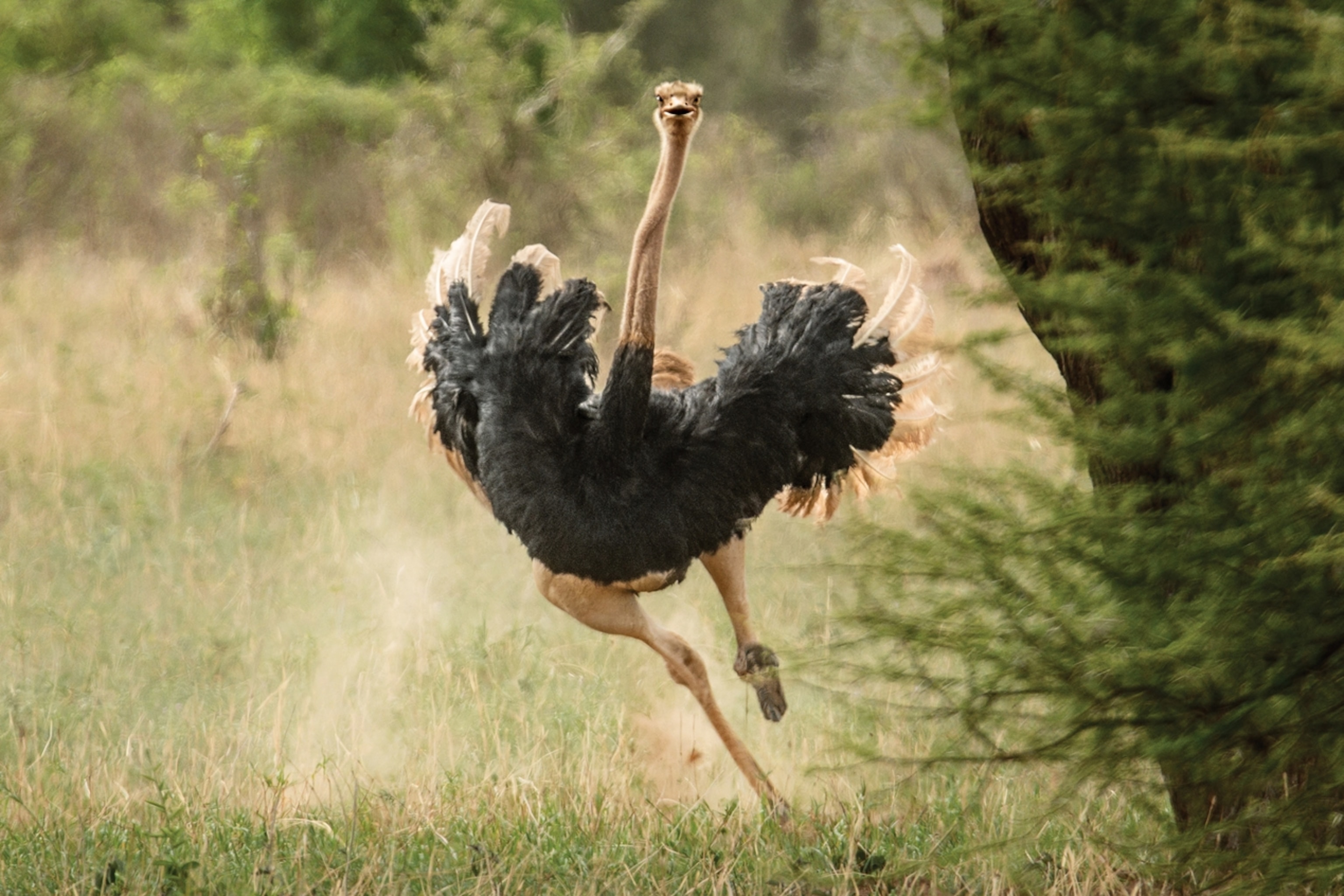 ostrich running toward camera.