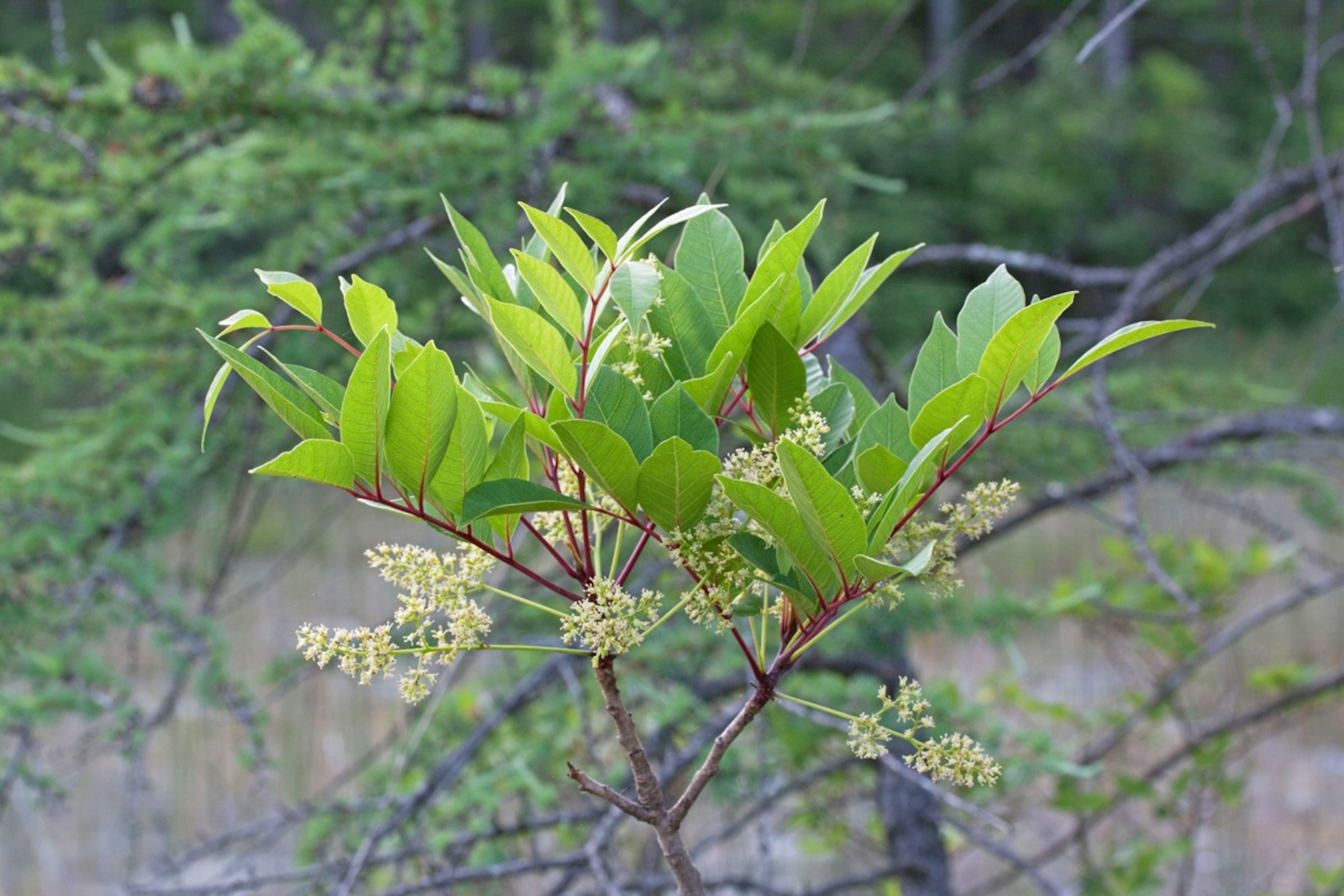 Poison Sumac shrub Toxicodendron vernix or Rhus vernix leaves and flowers Wetland S MI USA