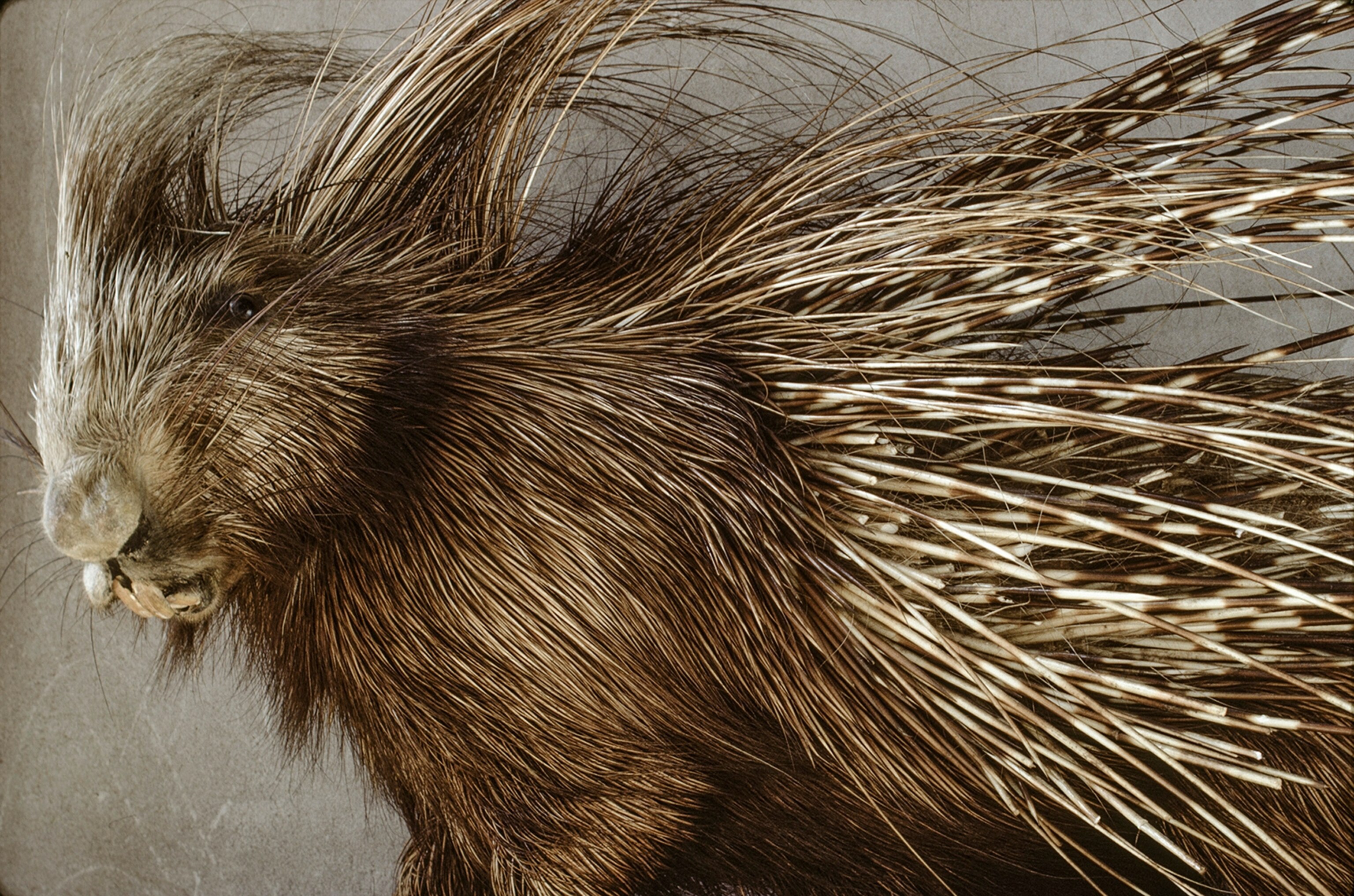 a European porcupine specimen at the Collection Naturalis in Leiden.