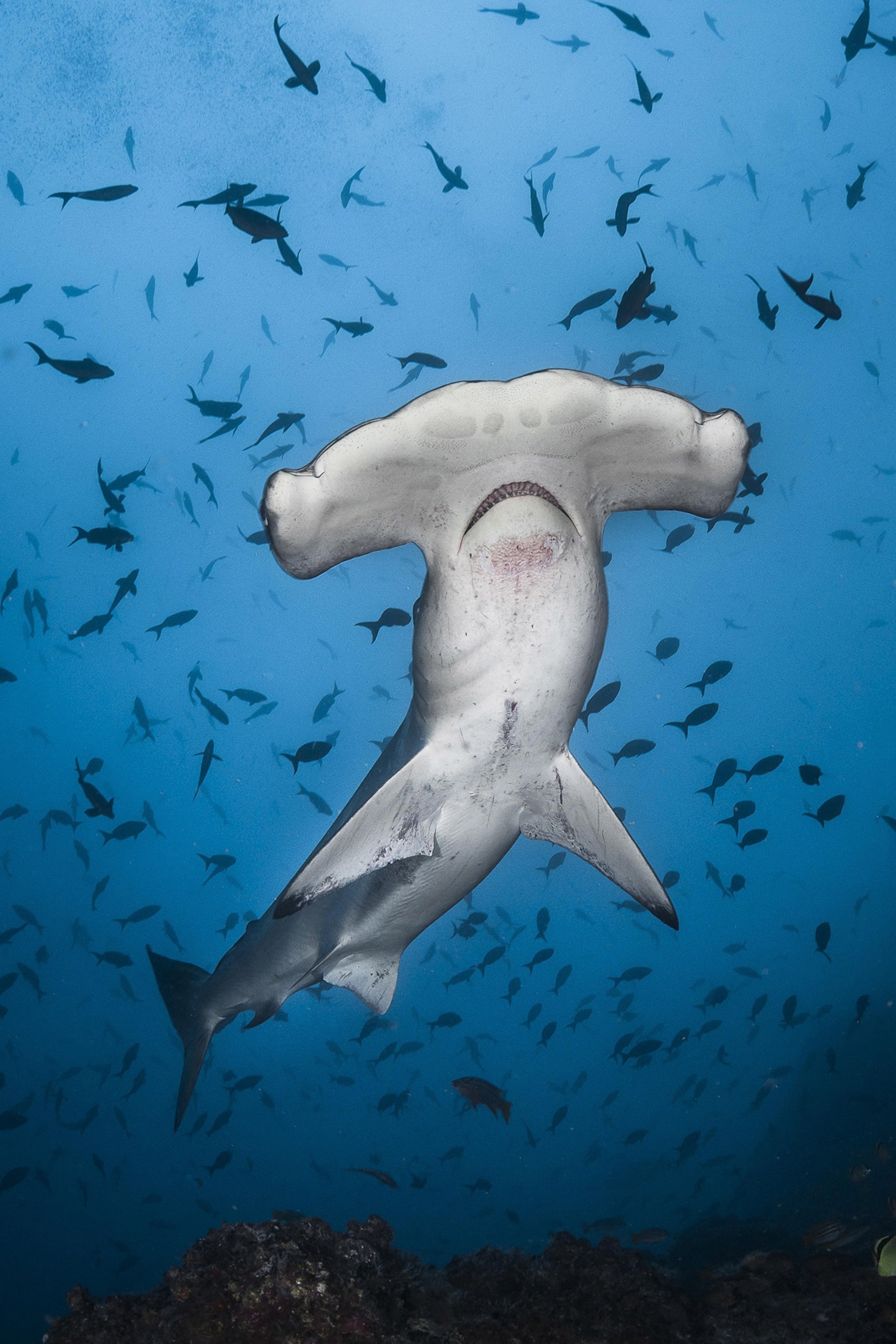 Hammerhead shark from below in blue waters, surrounded by small fish