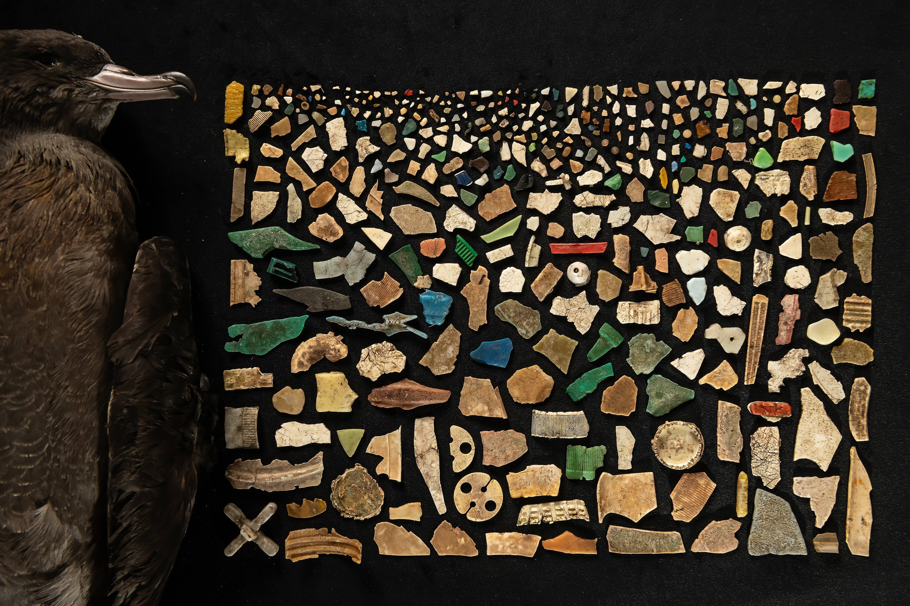 A dead bird lays on a black background with a colorful mosaic of plastic pieces to the right of it.