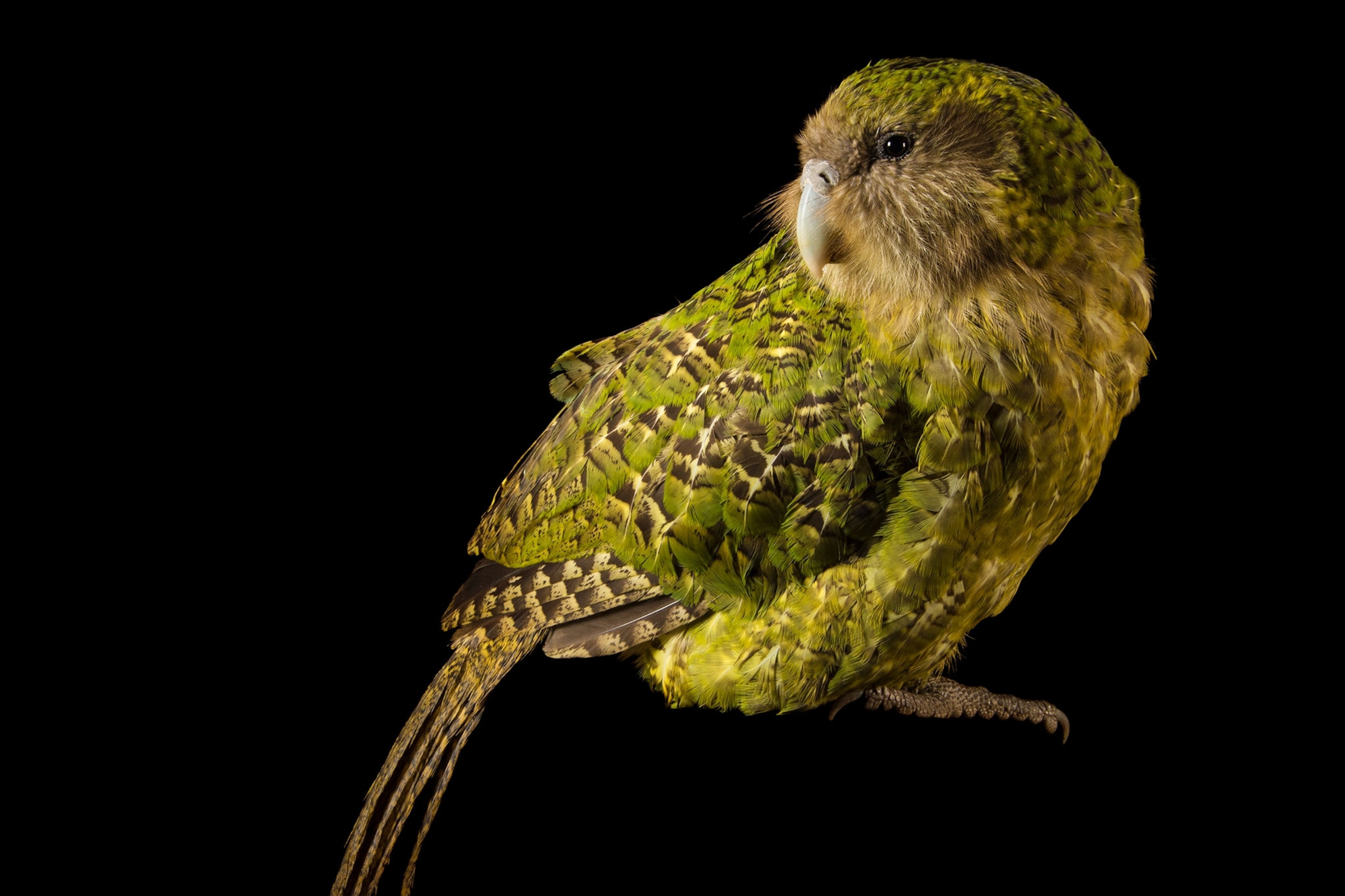 a Kakapo