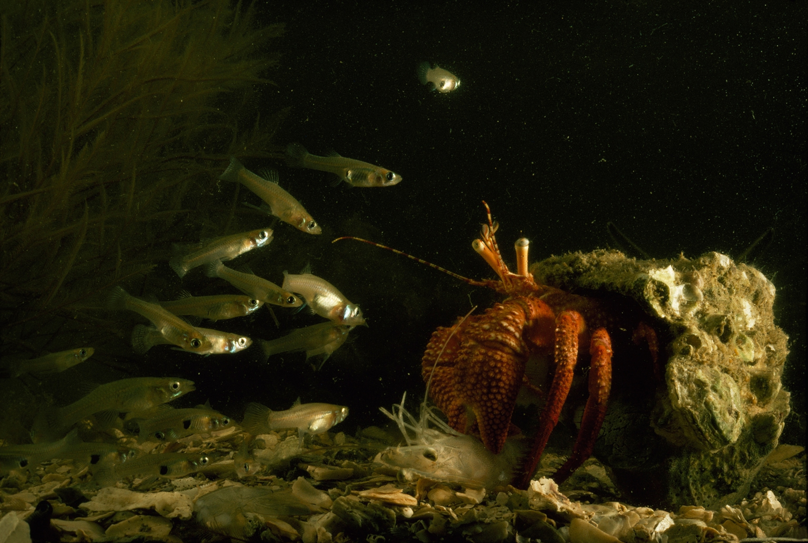 Stoking up on a pink shrimp, a hermit crab (left) protects its soft abdomen by residing in a discarded mollusk shell.
